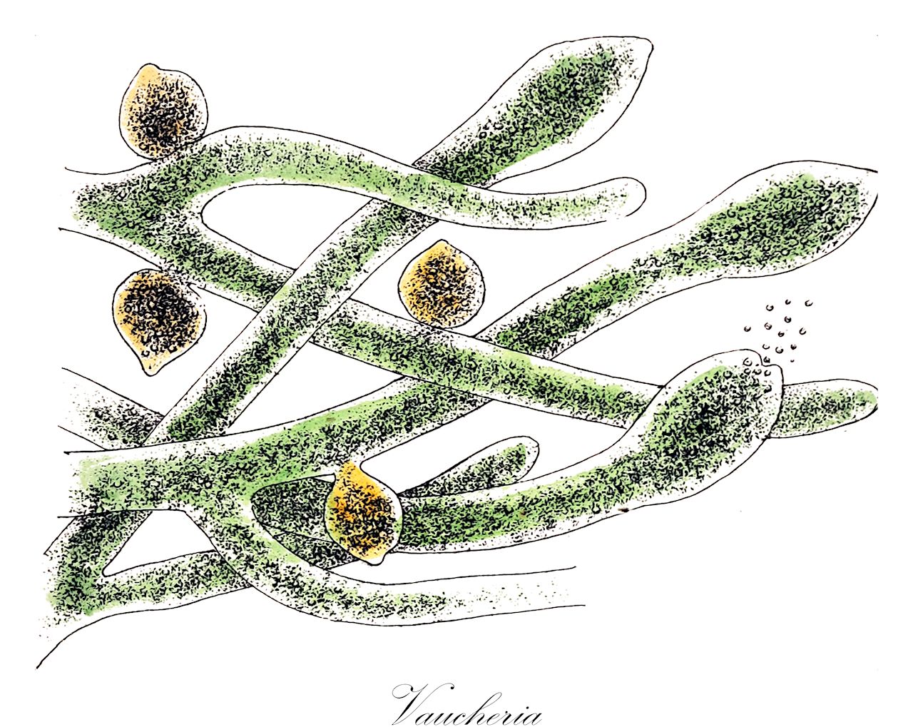 Vaucheria - Vaucheriaceae,Biota,Chromista,Ochrophyta,Xanthophyceae,Vaucheriales,Vaucheriaceae,Vaucheria,Ectosperma