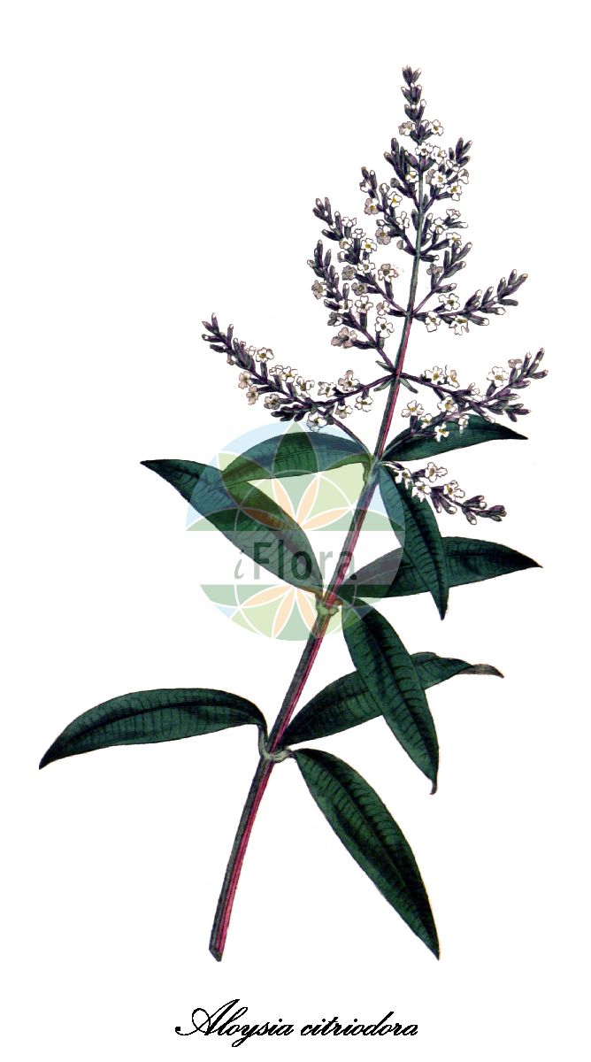 Aloysia - Verbenaceae,Biota,Plantae,Pteridobiotina,Tracheophyta,Magnoliopsida,Lamiales,Verbenaceae,Aloysia,Acantholippia, Dadia, Xeroaloysia