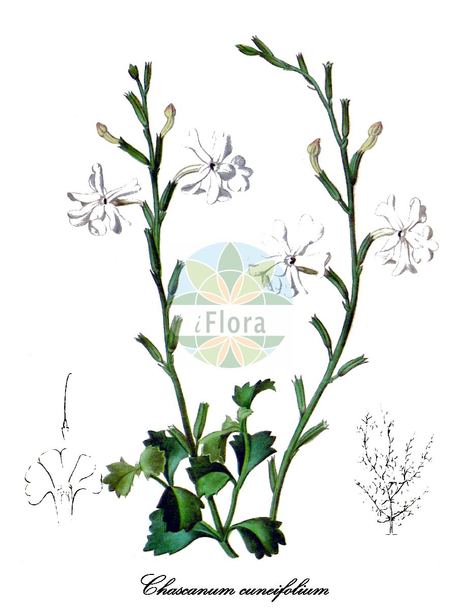 Chascanum cuneifolium - Verbenaceae,Plantae,Pteridobiotina,Angiosperms,Lamiales,Verbenaceae,Chascanum,Chascanum cuneifolium,Bouchea cuneifolia, Bouchea dehiscens, Buchnera cuneifolia, Buchnera cuneifolia, Chascanum dehiscens, Deniseia dehiscens, Denisia dehiscens, Phryma dehiscens, Plexipus cuneifolius