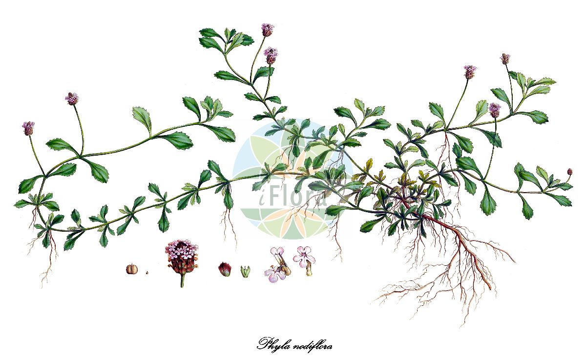 Phyla nodiflora - Verbenaceae,Plantae,Pteridobiotina,Angiosperms,Lamiales,Verbenaceae,Phyla,Phyla nodiflora,Bertolonia crassifolia, Blairia nodiflora, Lippia nodiflora, Lippia nodiflora, Lippia nodiflora var. normalis, Platonia nudiflora, Verbena nodiflora, Zappania crassifolia, Zappania nodiflora, Zappania nodiflora,Knotenblütige Teppichverbene;fraise de mer;phyla à fleurs aux nœuds;hierba de la virgen;oro azul;cidron;turre hembra;cidrón;erba luigia minore;липпия узлоцветковая;suçileği;lipje;verbena de nusos florits;iwadare-sô;イワダレソウ;lipeyah zochelet;לִיפְּיָה זוֹחֶלֶת;guò jiāng;guò jiāng téng;过江藤