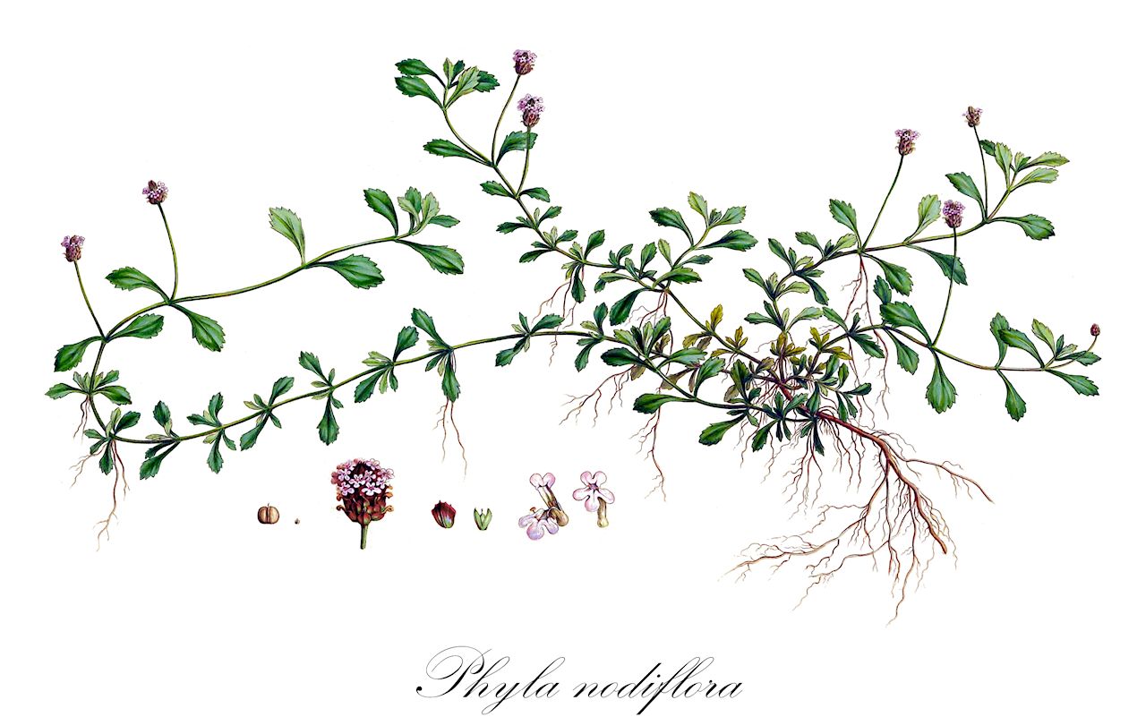 Phyla nodiflora - Verbenaceae,Plantae,Pteridobiotina,Angiosperms,Lamiales,Verbenaceae,Phyla,Phyla nodiflora,Bertolonia crassifolia, Blairia nodiflora, Lippia nodiflora, Lippia nodiflora, Lippia nodiflora var. normalis, Platonia nudiflora, Verbena nodiflora, Zappania crassifolia, Zappania nodiflora, Zappania nodiflora,Knotenblütige Teppichverbene;fraise de mer;phyla à fleurs aux nœuds;hierba de la virgen;oro azul;cidron;turre hembra;cidrón;erba luigia minore;липпия узлоцветковая;suçileği;lipje;verbena de nusos florits;iwadare-sô;イワダレソウ;lipeyah zochelet;לִיפְּיָה זוֹחֶלֶת;guò jiāng;guò jiāng téng;过江藤