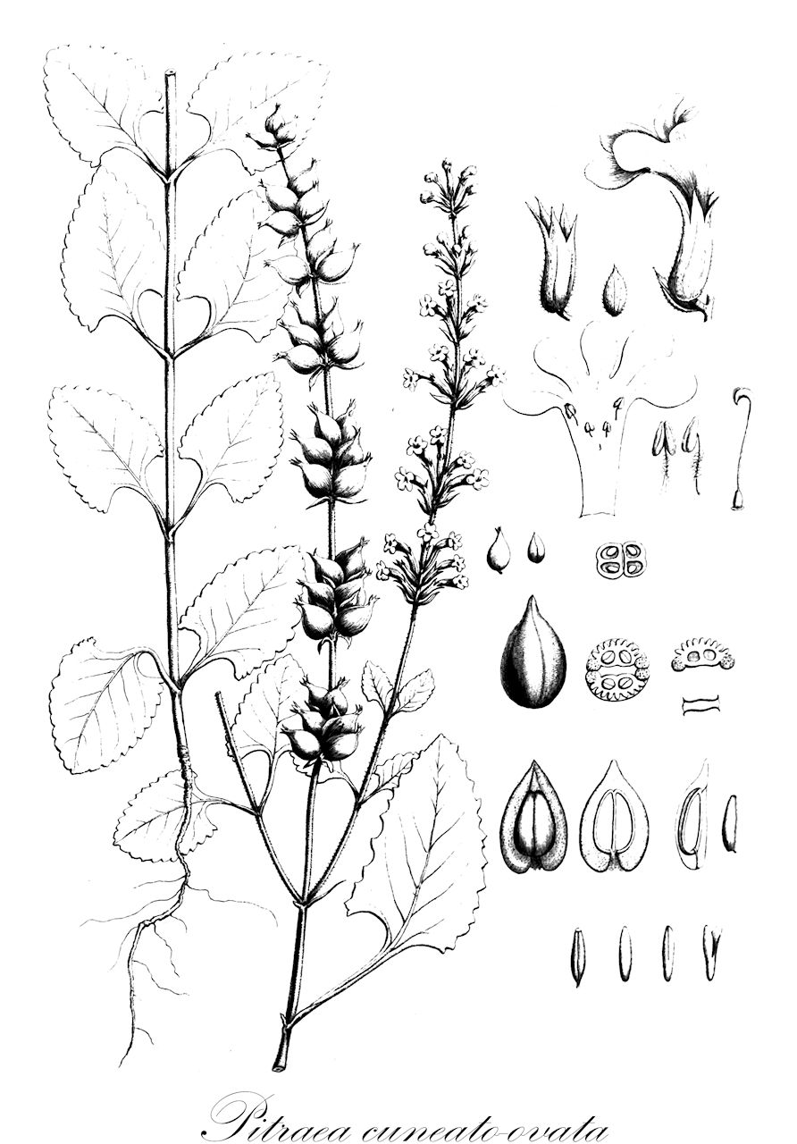 Pitraea cuneato-ovata - Verbenaceae,Plantae,Pteridobiotina,Angiosperms,Lamiales,Verbenaceae,Pitraea,Pitraea cuneato-ovata,Bouchea copiapensis, Castelia cuneato-ovata, Phelloderma cuneato-ovata, Pitraea chilensis, Priva cuneato-ovata, Priva laevis, Priva orchidioides, Verbena lobelioides, Verbena orchioides, Verbena tuberosa