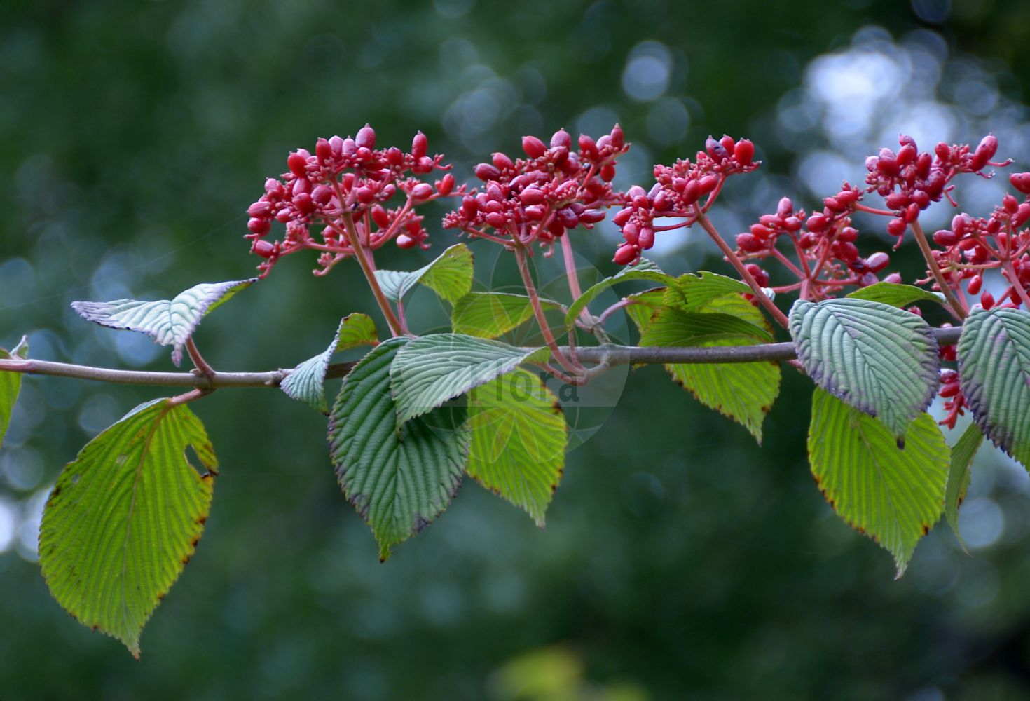 Foto von Viburnum plicatum. Das Bild zeigt Blatt und Bluete. Das Foto wurde in Aubonne, Waadt, Schweiz aufgenommen. ---- Photo of Viburnum plicatum.The image is showing leaf and flower.The picture was taken in Aubonne, Vaud, Switzerland.(Viburnum plicatum,Viburnum,Schneeball,Viburnum,Viburnaceae,Blatt,Bluete,leaf,flower)