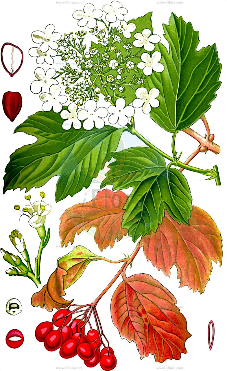 Viburnum opulus - Viburnaceae,Plantae,Pteridobiotina,Angiosperms,Dipsacales,Viburnaceae,Viburnum,Viburnum opulus,Opulus edulis, Opulus glandulosa, Opulus oxycoccos, Opulus palustris, Opulus vulgaris, Viburnum americanum, Viburnum glandulosum, Viburnum lobatum, Viburnum nanum, Viburnum opuloides, Viburnum opulus f. glabrifolium, Viburnum opulus subsp. americanum, Viburnum opulus subsp. opulus, Viburnum opulus subsp. trilobum, Viburnum opulus var. flavum, Viburnum opulus var. opulus, Viburnum opulus var. pimina, Viburnum opulus var. subintegrifolium, Viburnum opulus var. trilobum, Viburnum opulus var. vasicii, Viburnum oxycoccos, Viburnum oxycoccos var. eradiatum, Viburnum oxycoccos var. subintegrifolium, Viburnum palustre, Viburnum pinnina, Viburnum primina, Viburnum trilobum,Gewöhnlicher Schneeball;Gemeiner Schneeball;Wasser-Schneeball;Wasser-Holunder;Wilder Schneeball;guelder-rose;snowball tree;water elder;european cranberrybush;Boule de neige;Viorne obier;sureau d'eau;viorne aquatique;aubier;bois à quenouilles;caillebot;charcoulier;obier;viorne de Sargent;aspil;bola de nieve;bola de oro;güelde;membrera;mundillos;rodela;rosa de Gueldres;sauco de agua;saúco rodel;sauquillo;Oppio;Palle di neve;ballon di neve;sambuco acquatico;pallone di neve;sambuco rosso;guelderse roos;gelderse roos;bola-de-neve;noveleiro;rosa-de-Gueldres;viburno;калина обыкновенная;калина Саржента;gilaburu;butinë;aliguer;bola de neu;mató de monja;matoner;saúc d'agua;saúc doble;obična udikovina;olvon;snöbollsbuske;kvalkved;snebolletræ;kalina koralowa;kamboku;カンボク;brogovita;kányabangita;kalina obecná;kalina obyčajná;калина звичайна;червена калина;harilik lodjapuu;parastā irbene;krossved;koiranheisi;црвена удика;paprastasis putinas;jī shù tiáo;鸡树条