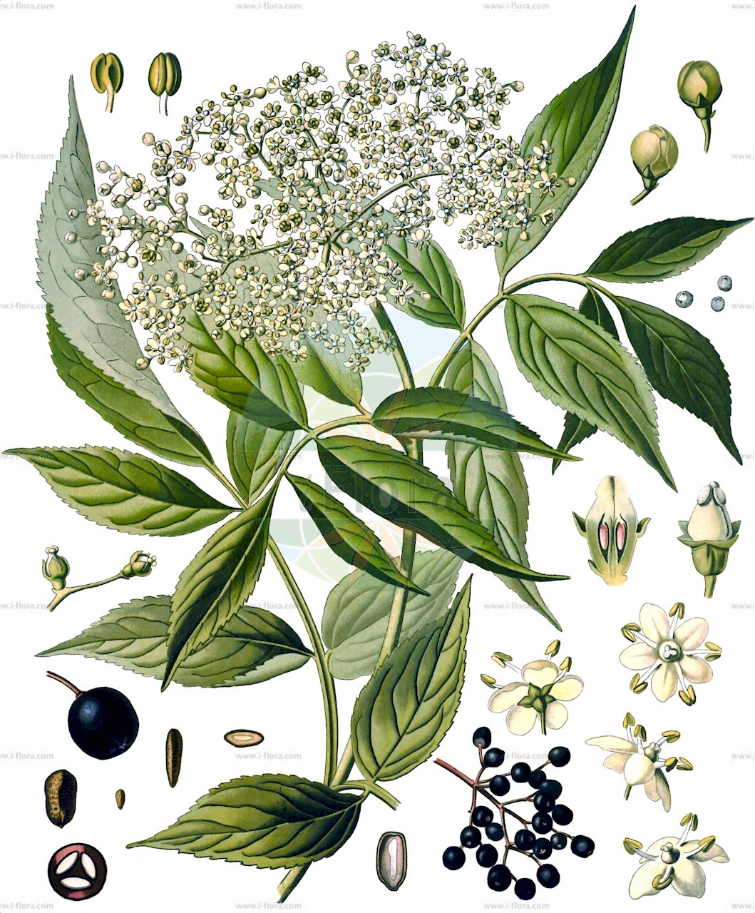 Sambucus nigra - Viburnaceae,Plantae,Pteridobiotina,Angiosperms,Dipsacales,Viburnaceae,Sambucus,Sambucus nigra,Sambucus alba, Sambucus aurea, Sambucus columnaris, Sambucus dissecta, Sambucus elegans, Sambucus graveolens, Sambucus hirta, Sambucus laciniata, Sambucus leucocarpa, Sambucus lucida, Sambucus monstrosa, Sambucus nigra f. pendula, Sambucus nigra subsp. nigra, Sambucus pulverulenta, Sambucus pyramidata, Sambucus virescens, Sambucus vulgaris,Schwarzer Holunder;elder;black elder;bore tree;bour tree;common elder;black elderberry;european black elderberry;Grand sureau;Sureau noir;arbre de Judas;haut bois;sambuce;saou;seuillet;seuillon;seus;sus;suseau;susier;sauco comun;sauco común;cañilero;flauta;sabuco;sabuquero;samuquero;saúco;saúco común;saúco mayor;saúco negro;sauqué;Sambuco comune;Sambuco nero;beemd-vossestaart;gewoone vlier;gewone vlier;sabugueiro;camineiro;candelheiro;flor-de-sabugueiro;galacrista;galavista;rosa-de-bem-fazer;sabugo;sabugueiro-negro;sabugueiro-preto;бузина чёрная;ağaç mürver;shtog;shtogu;benabre;bonarbre;menabre;sabuquer;sahuqué;saüc;saüc ver;saül;saüquer;crna bazga;fläder;almindelig hyld;bez czarny;dziki bez czarny;črni bezeg;fekete bodza;bez černý;soc;baza čierna;бузина чорна;свирчовина;черен бъз;must leeder;melnais plūškoks;svarthyll;mustaselja;sambuk shachor;סַמְבּוּק שָׁחֹר;juoduogis šeivamedis;κουφοξυλιά