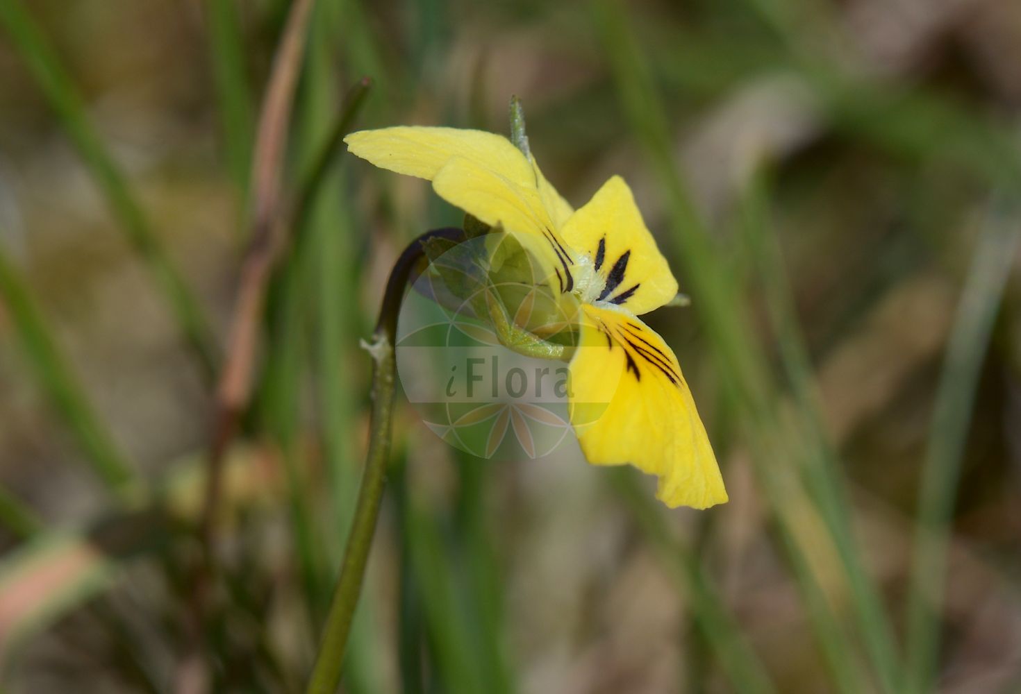 Viola lutea subsp. calaminaria - Violaceae,Plantae,Pteridobiotina,Angiosperms,Malpighiales,Violaceae,Viola,Viola lutea,Viola lutea subsp. calaminaria,Viola calaminaria, Viola sudetica var. calaminaria,Galmeiveilchen;Gelbes Galmei-Stiefmütterchen;calamine violet;pensée calaminaire;zinkviooltje