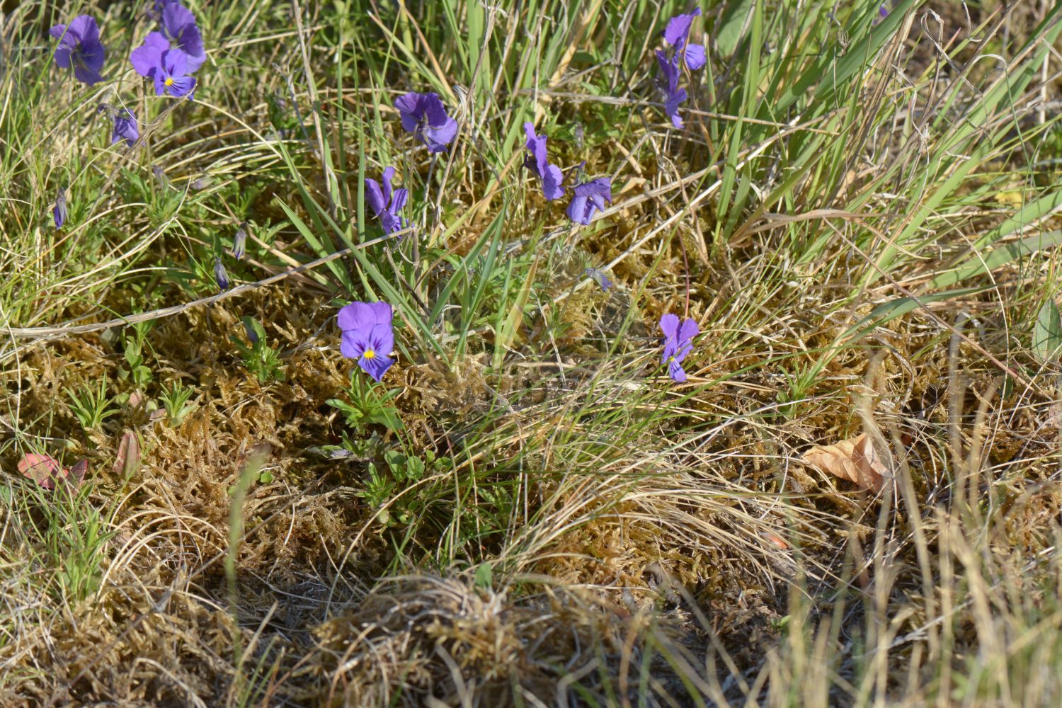 Viola lutea var. westfalica - Violaceae,Plantae,Pteridobiotina,Angiosperms,Malpighiales,Violaceae,Viola,Viola lutea,Viola lutea var. westfalica,Viola calaminaria subsp. westfalica, Viola calaminaria var. westfalica, Viola guestphalica,Westfälisches Galmei-Veilchen;Violettes Galmei-Veilchen;Violettes Galmei-Stiefmütterchen;westphalian calamine violet;calamine violet