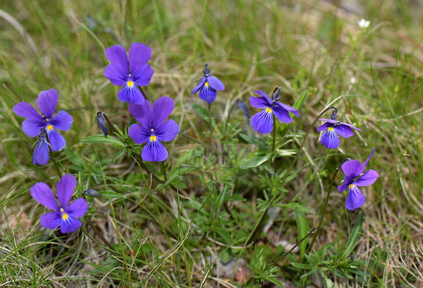 Viola lutea var. westfalica - Violaceae,Plantae,Pteridobiotina,Angiosperms,Malpighiales,Violaceae,Viola,Viola lutea,Viola lutea var. westfalica,Viola calaminaria subsp. westfalica, Viola calaminaria var. westfalica, Viola guestphalica,Westfälisches Galmei-Veilchen;Violettes Galmei-Veilchen;Violettes Galmei-Stiefmütterchen;westphalian calamine violet;calamine violet