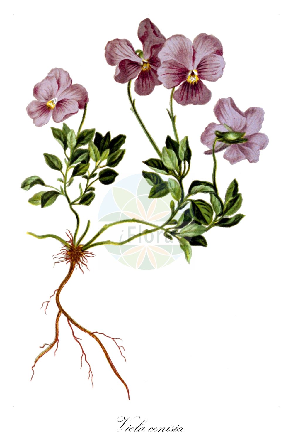 Viola cenisia - Violaceae,Plantae,Pteridobiotina,Angiosperms,Malpighiales,Violaceae,Viola,Viola cenisia,Viola integrifolius, Viola scardica,Mont-Cenis-Veilchen;Mont-Cenis-Stiefmütterchen;Pensée du Mont Cenis;pensée du Mont-Cenis;violette du Mont-Cenis;Viola del Moncenisio;фиалка ценизская