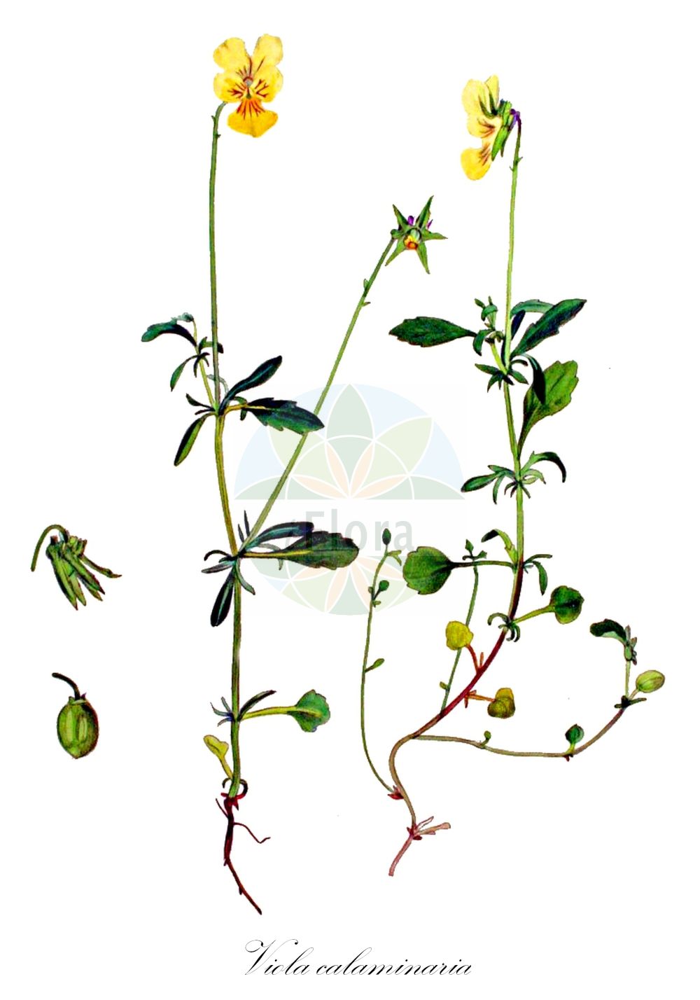 Viola lutea subsp. calaminaria - Violaceae,Plantae,Pteridobiotina,Angiosperms,Malpighiales,Violaceae,Viola,Viola lutea,Viola lutea subsp. calaminaria,Viola calaminaria, Viola sudetica var. calaminaria,Galmeiveilchen;Gelbes Galmei-Stiefmütterchen;calamine violet;pensée calaminaire;zinkviooltje