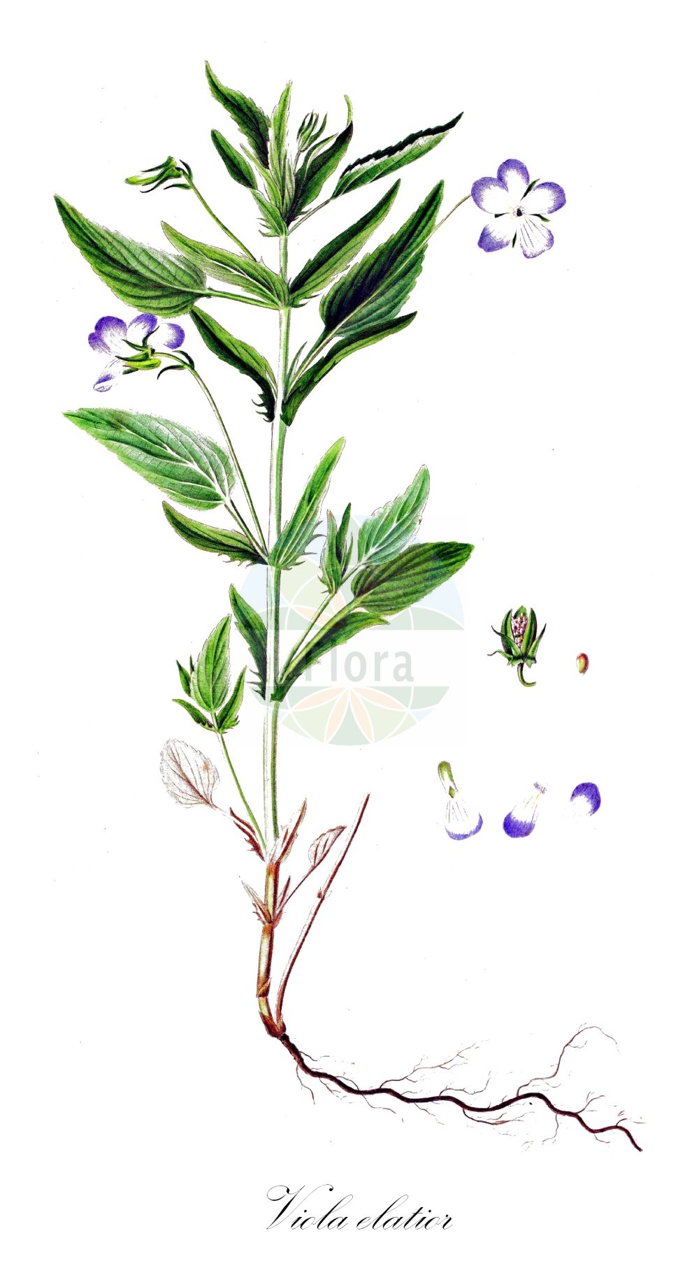Viola elatior - Violaceae,Plantae,Pteridobiotina,Angiosperms,Malpighiales,Violaceae,Viola,Viola elatior,Viola canina var. montana, Viola danubialis, Viola fedtschenkoana, Viola fedtschenkoana var. fedtschenkoana, Viola hornemanniana, Viola montana, Viola persicifolia, Viola procera, Viola stipulacea, Viola subpubescens, Viola sylvestris subsp. turkestanica,Hohes Veilchen;tall violet;Violette élevée;Viola maggiore;hoog viooltje;фиалка высокая;visoka ljubica;storviol;stor viol;fiołek wyniosły;visoka vijolica;nyúlánk ibolya;violka vyvýšená;fialka vyššia;фіалка висока;висока теменуга;kõrge kannike;augstā vijolīte;storfiol;kaitaorvokki;висока љубичица;aukštoji našlaitė