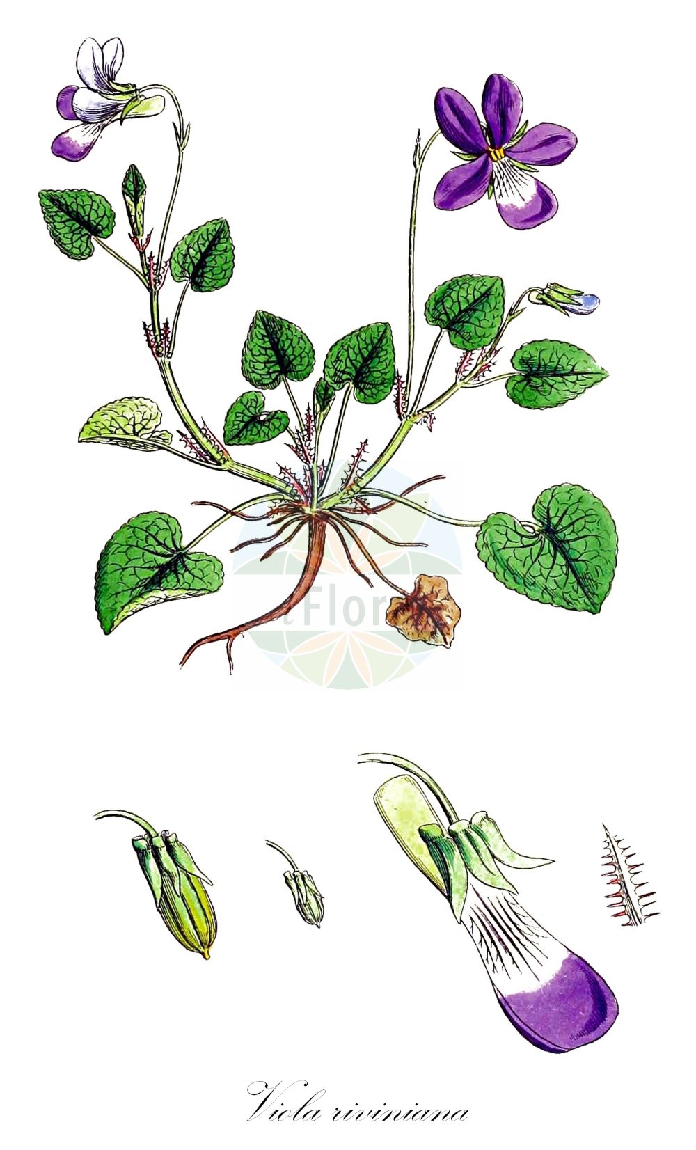 Viola riviniana - Violaceae,Plantae,Pteridobiotina,Angiosperms,Malpighiales,Violaceae,Viola,Viola riviniana,Viola broussonetiana, Viola guffroyi, Viola puberula, Viola riviniana f. minor, Viola riviniana f. prolifera, Viola riviniana f. sobolifera, Viola riviniana subsp. minor, Viola riviniana var. leucocentra, Viola riviniana var. minor, Viola silana, Viola silvatica, Viola subsessilifolia,Hain-Veilchen;Gewöhnliches Hain-Veilchen;Rivinius-Veilchen;Kleines Hain-Veilchen;common dog-violet;dog violet;wood violet;Violette à éperon clair;Violette de Rivinus;violette commune;violette de Rivin;violette des bois;violeta;violeta perruna;violeta silvestre;Viola di Rivinus;wijn-roos;Rivinus viooltje;bleeksporig bosviooltje;violeta-brava;benefes-de-beira;benesses-de-beira;bonelas;bunefes;munefes;violetas-bravas;фиалка Ривиниуса;manushaqe;viola boscana;viola silvestre;violera;violeta de bosc;Rivinijeva ljubica;wijdaar-zegge;skogsviol;krat-viol;fiołek Rivina;rivinova vijolica;nagyvirágú ibolya;violka Rivinova;violka Rivinova menší;fialka Rivinova;фіалка рівінієва;горска теменуга;võsakannike;Rivina vijolīte;skogfiol;metsäorvokki;skógfjóla;Rivinijaus našlaitė;bioleta