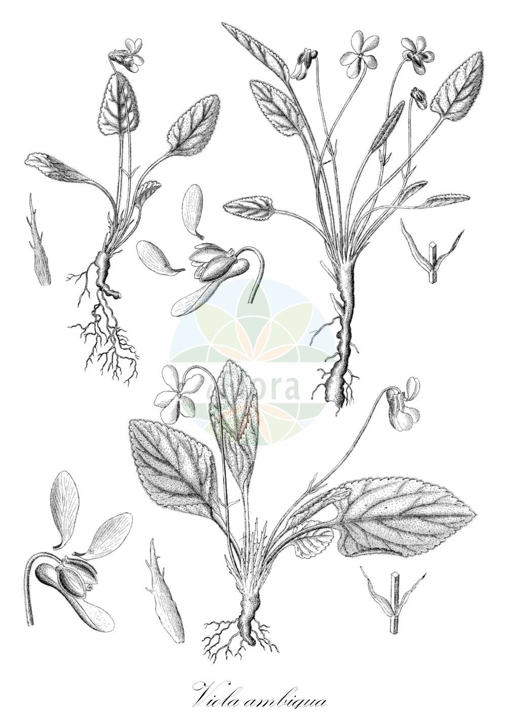 Viola ambigua - Violaceae,Plantae,Pteridobiotina,Angiosperms,Malpighiales,Violaceae,Viola,Viola ambigua,Viola campestris, Viola revoluta,Pontisches Veilchen;Steppen-Veilchen;фиалка сомнительная;promjenjiva ljubica;fiołek zmienny;csuklyás ibolya;violka obojetná;fialka obojaká;fialka premenlivá;фіалка двозначна;съмнителна теменуга