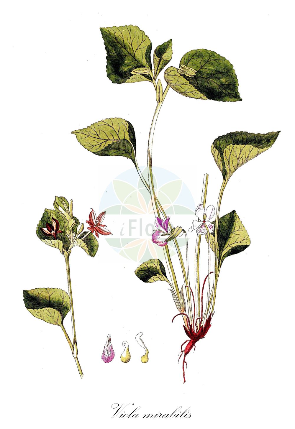 Viola mirabilis - Violaceae,Plantae,Pteridobiotina,Angiosperms,Malpighiales,Violaceae,Viola,Viola mirabilis,Viola brachysepala, Viola mirabilis f. latisepala, Viola mirabilis subsp. brachysepala, Viola mirabilis subsp. subglabra, Viola mirabilis var. brachysepala, Viola mirabilis var. brevicalcarata, Viola mirabilis var. glaberrima, Viola mirabilis var. platysepala, Viola mirabilis var. subglabra,Wunder-Veilchen;wonder violet;Violette singulière;violette étonnante;Viola mirabile;grootbladviooltje;фиалка полуголая;фиалка удивительная;viola de fulla gran;čudesna ljubica;underviol;forskelligblomstret viol;ibuki-sumire;イブキスミレ;navadna vijolica;csodás ibolya;violka divotvárná;fialka podivuhodná;фіалка дивна;удивителна теменуга;imekannike;brīnumainā vijolīte;krattfiol;lehto-orvokki;puošnioji našlaitė;qí yì jǐn cài;奇异堇菜