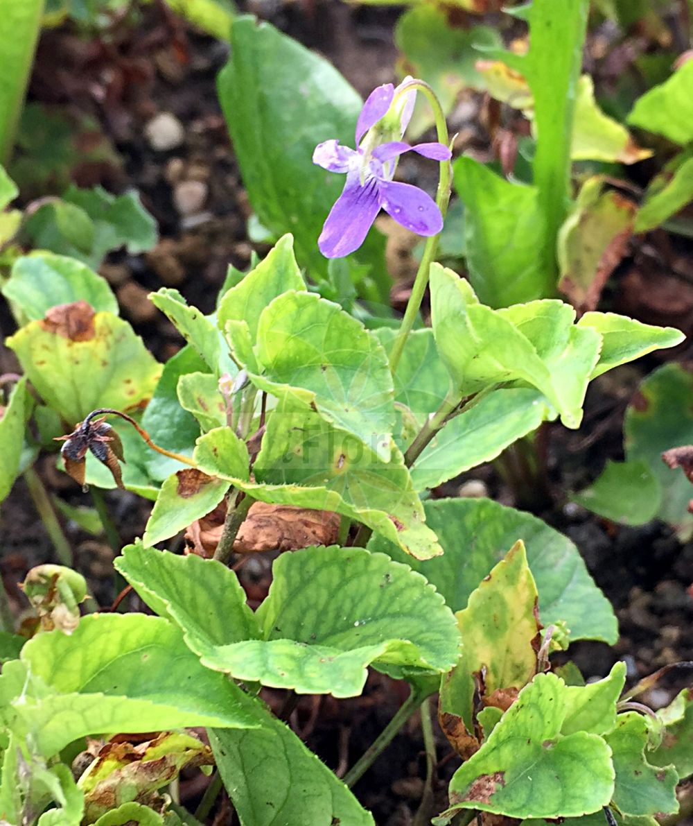 Viola canina - Violaceae,Plantae,Pteridobiotina,Angiosperms,Malpighiales,Violaceae,Viola,Viola canina,Viola albertina, Viola apetala, Viola canina var. caulescens, Viola cetia, Viola ericetorum, Viola filipes, Viola flavicornis, Viola intermedia, Viola leucoceras, Viola lucorum, Viola neglecta, Viola pseudocanina, Viola radicans, Viola ramosa, Viola schmidtiana,Hunds-Veilchen;Berg-Hunds-Veilchen;Gewöhnliches Hunds-Veilchen;Schultz´ Hunds-Veilchen;Berg-Veilchen;Heide-Veilchen;Schultz´ Veilchen;heath dog-violet;dog violet;Violette des chiens;Violette des landes;violette de serpent;viola perruna;viola silvestre;Viola selvatica;wilde cichorei;hondsviooltje;benefes-da-beira;benesse-da-beira;bunefes;munefes;violeta-brava;violeta-canina;violeta-da-beira;violetas-bravas;фиалка собачья;it menekşesi;manushaqe;viola boscana;viola canina;violera;violeta de bosc;pasja ljubica;ängsviol;hunde-viol;fiołek psi;pasja vijolica;sovány ibolya;violka psí;viola sălbatică;fialka psia;фіалка собача;кучешка теменуга;koerakannike;suņu vijolīte;engfiol;aho-orvokki;týsfjóla;дивља љубичица;šuninė našlaitė;bioleta