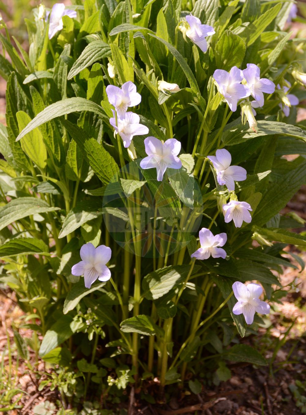 Viola elatior - Violaceae,Plantae,Pteridobiotina,Angiosperms,Malpighiales,Violaceae,Viola,Viola elatior,Viola canina var. montana, Viola danubialis, Viola fedtschenkoana, Viola fedtschenkoana var. fedtschenkoana, Viola hornemanniana, Viola montana, Viola persicifolia, Viola procera, Viola stipulacea, Viola subpubescens, Viola sylvestris subsp. turkestanica,Hohes Veilchen;tall violet;Violette élevée;Viola maggiore;hoog viooltje;фиалка высокая;visoka ljubica;storviol;stor viol;fiołek wyniosły;visoka vijolica;nyúlánk ibolya;violka vyvýšená;fialka vyššia;фіалка висока;висока теменуга;kõrge kannike;augstā vijolīte;storfiol;kaitaorvokki;висока љубичица;aukštoji našlaitė