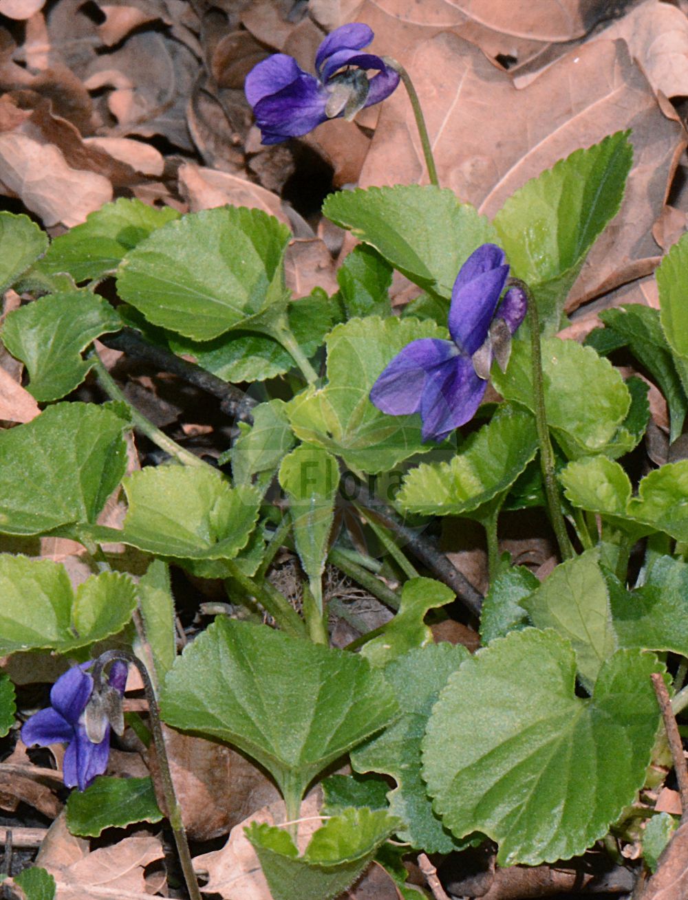 Viola odorata - Violaceae,Plantae,Pteridobiotina,Angiosperms,Malpighiales,Violaceae,Viola,Viola odorata,Viola austriaca, Viola consimilis, Viola cyclophylla, Viola favratii, Viola floribunda, Viola hortensis, Viola incompta, Viola jucunda, Viola maderensis, Viola odora, Viola odorata f. odorata, Viola odorata subsp. maderensis, Viola odorata var. albiflora, Viola odorata var. incompta, Viola officinalis, Viola pirottae, Viola plantaginea, Viola propinqua, Viola pseudosuavis, Viola sarmentosa, Viola spectabilis, Viola steveni, Viola suaveolens, Viola suavissima, Viola subcarnea, Viola sulfurea, Viola vilmoriniana, Viola vinealis, Viola wiedemannii,März-Veilchen;Wohlriechendes Veilchen;Duft-Veilchen;Märzen-Veilchen;sweet violet;english violet;violette odorante;Violette odorante;violette de mars;fleur de mars;jacée de printemps;viole de carême;violette des haies;violier commun;violeta comun;violeta común;viola común;viola de olor;violeta;violeta de olor;violeta perruna;violeta silvestre;Viola mammola;wilde artisjok;wilde basilicum;maartsviooltje;welriekend viooltje;benefes-da-beira;benesses-da-beira;bunefes;munefes;víolas;víolas-roxas;violetas;violetas-bravas;violetas-de-cheiro;фиалка душистая;kokulu menekşe;manushaqe;manushaqja;vjollca;viola boscana;viola d'olor;violera;violeta de bosc;mirisava ljubica;luktviol;marts-viol;fiołek pachnący;fiołek wonny;nioisumire;ニオイスミレ;dišeča vijolica;illatos ibolya;violka vonná;toporasi;viorea;fialka voňavá;фіалка запашна;миризлива теменуга;lõhnav kannike;smaržīgā vijolīte;marsfiol;tuoksuorvokki;siggal reichani;סִגָּל רֵיחָנִי;kvapioji našlaitė;banafsaj;belfjuj;bioleta;xiāng jǐn cài;香堇菜