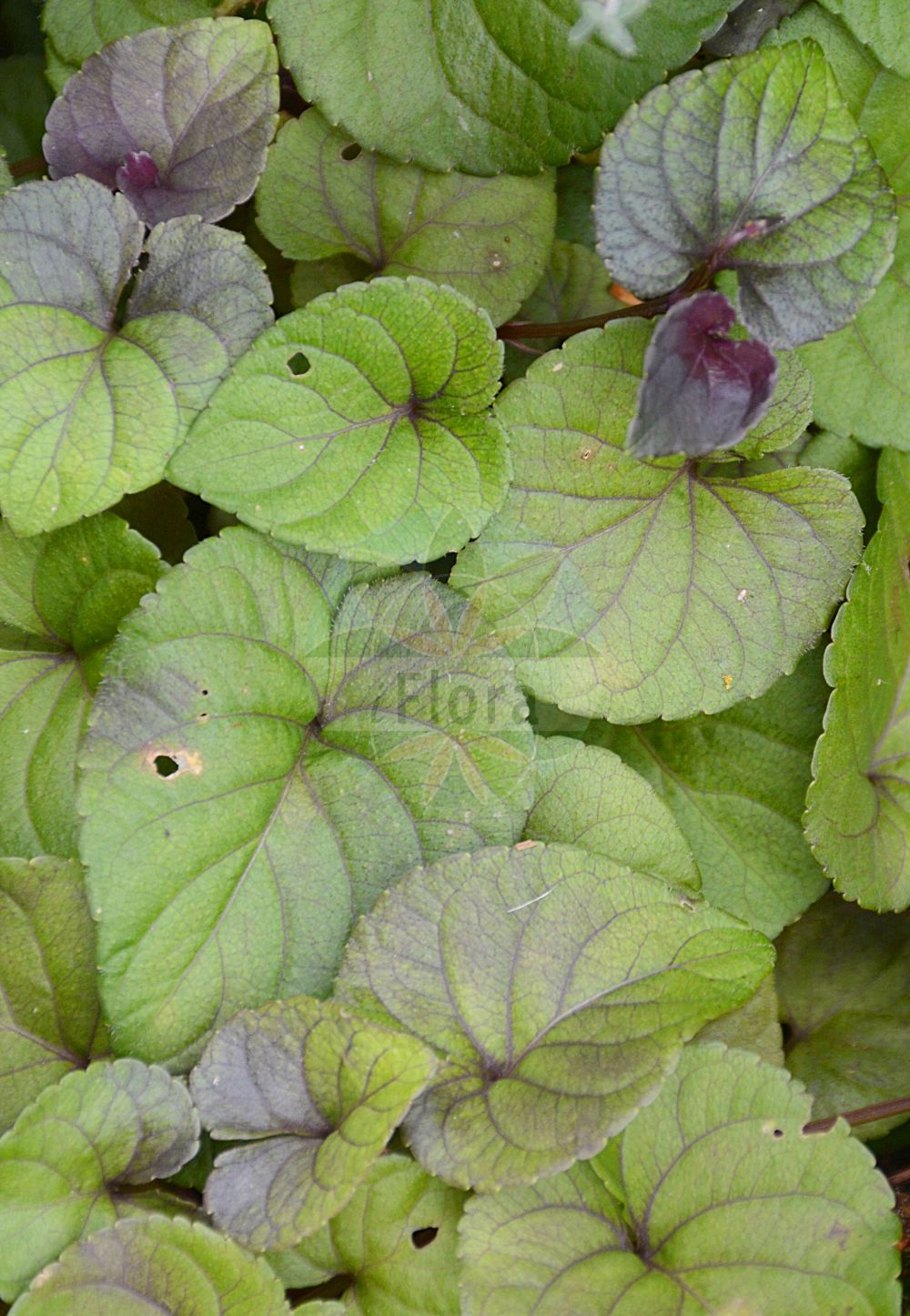 Viola palustris - Violaceae,Plantae,Pteridobiotina,Angiosperms,Malpighiales,Violaceae,Viola,Viola palustris,Viola fennica, Viola inodora, Viola paludosa, Viola palustris f. palustris, Viola palustris subsp. brevipes, Viola palustris subsp. pubifolia, Viola palustris var. brevipes, Viola palustris var. leimonia, Viola palustris var. palustris, Viola pubifolia, Viola scanica,Sumpf-Veilchen;marsh violet;alpine marsh violet;northern marsh violet;swamp violet;violette des marais;bog violet;Violette des marais;violeta palustre;Viola palustre;wijn-ruit;moerasviooltje;фиалка болотная;manushaqe kënetash;viola palustre;močvarna ljubica;kärrviol;eng-viol;fiołek błotny;močvirska vijolica;posvány ibolya;violka bahenní;fialka močiarna;фіалка болотна;блатна теменуга;sookannike;purva vijolīte;myrfiol;suo-orvokki;mýrfjóla;durpyninė našlaitė