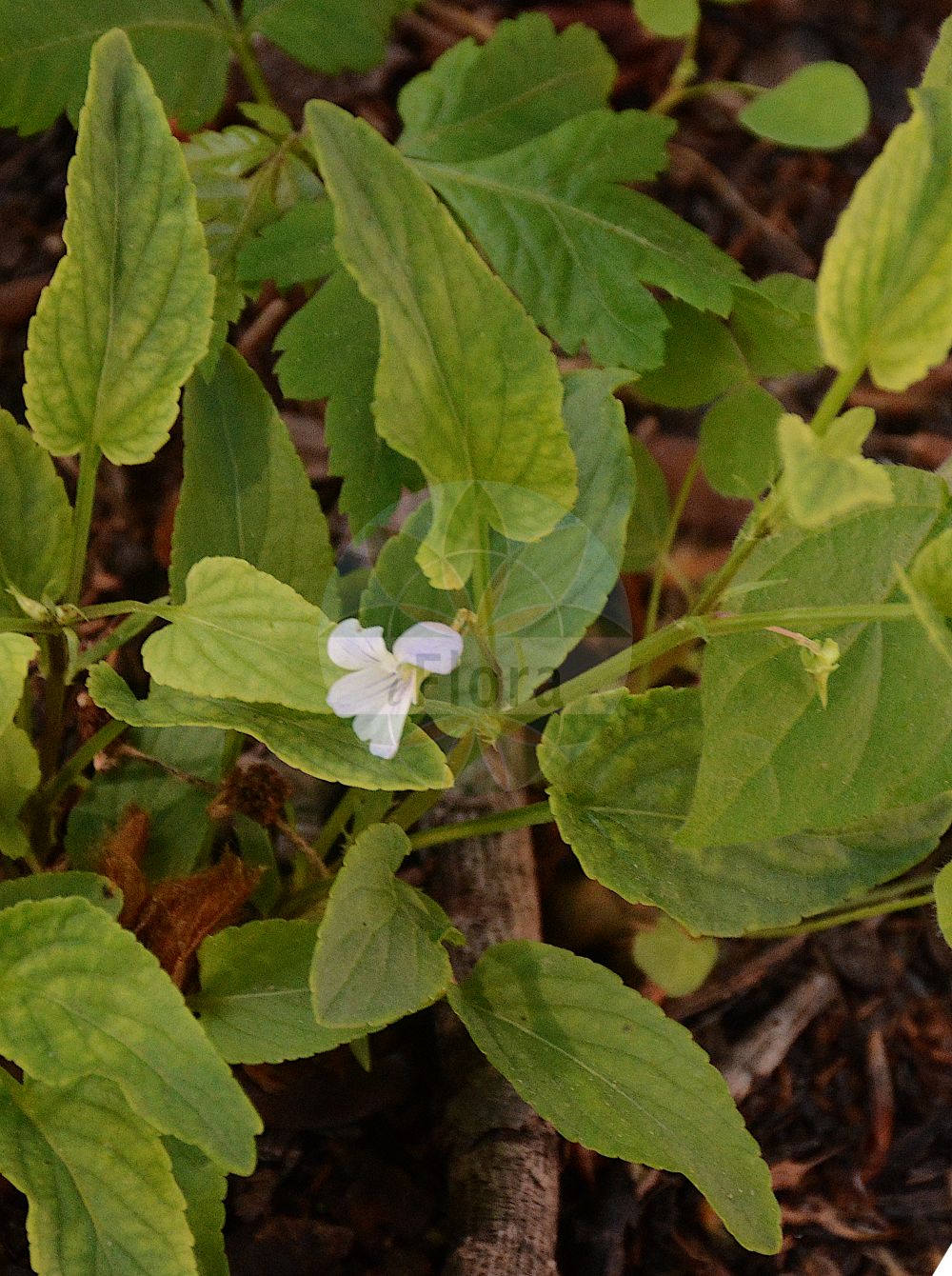Viola stagnina - Violaceae,Plantae,Pteridobiotina,Angiosperms,Malpighiales,Violaceae,Viola,Viola stagnina,Viola billotii, Viola flexuosa, Viola recta,Graben-Veilchen;Bleiches Torf-Veilchen;Gräben-Veilchen;Moor-Veilchen;fen violet;Violette des marécages;violette des étangs;violette dressée;violette à feuilles de pêcher;Viola con foglie di pesco;Viola persicaria;perzikbladig viooltje;wevers-kaarde;melkviooltje;perzikbladig viooltje;фиалка персиколистная;strandviol;rank viol;fiołek mokradłowy;lápi ibolya;violka slatinná;фіалка ставкова;mülgaskannike;dumbrāju vijolīte;bleikfiol;rantaorvokki;griovinė našlaitė