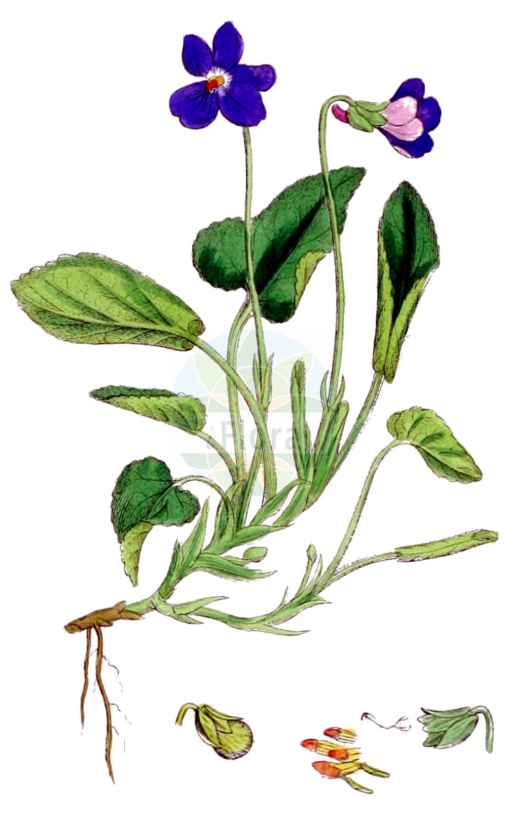 Viola hirta - Violaceae,Plantae,Pteridobiotina,Angiosperms,Malpighiales,Violaceae,Viola,Viola hirta,Viola abortiva, Viola calcarea, Viola drymeia, Viola foudrasi, Viola hebecarpa, Viola hirsuta, Viola hirta subsp. brevifimbriata, Viola hirta var. gymnocarpa, Viola hirto-alba, Viola maillardii, Viola rubra,Behaartes Veilchen;Raues Veilchen;Rauhaariges Veilchen;Rauhhaariges Veilchen;hairy violet;horse violet;Violette velue;violette folle;violette hérissée;violette sans odeur;violeta;violeta hirta;violeta perruna;violeta silvestre;Viola irta;ruig viooltje;фиалка коротковолосистая;manushaqe;viola boscana;viola de muntanya;viola de pastor;viola hirta;rutava ljubica;buskviol;håret viol;fiołek kosmaty;srhkodlakava vijolica;borzas ibolya;violka srstnatá;fialka srstnatá;фіалка шершава;влакнеста теменуга;karvane kannike;pūkainā vifolīte;lodnefiol;karvaorvokki;gauruotoji našlaitė;našlaitė pašepėlė;bioleta