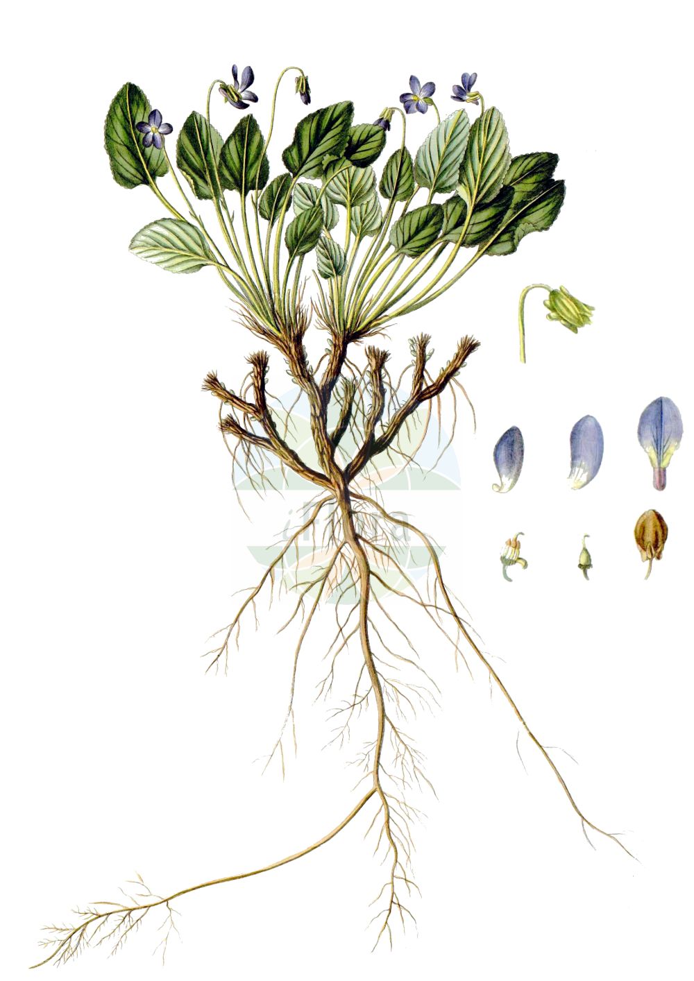 Viola ambigua - Violaceae,Plantae,Pteridobiotina,Angiosperms,Malpighiales,Violaceae,Viola,Viola ambigua,Viola campestris, Viola revoluta,Pontisches Veilchen;Steppen-Veilchen;фиалка сомнительная;promjenjiva ljubica;fiołek zmienny;csuklyás ibolya;violka obojetná;fialka obojaká;fialka premenlivá;фіалка двозначна;съмнителна теменуга