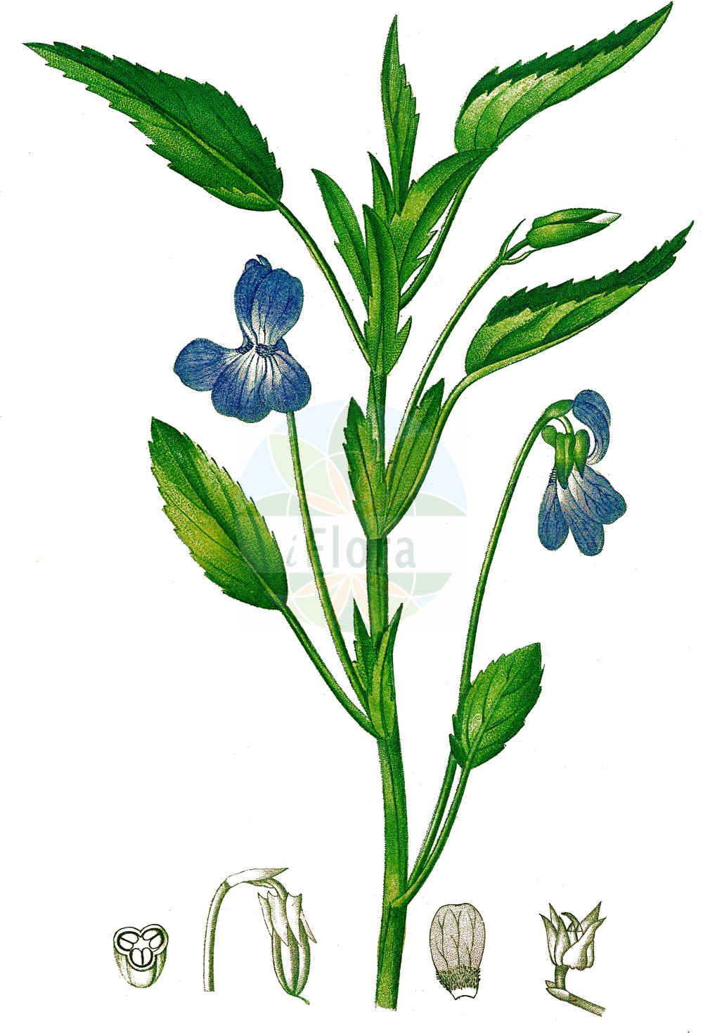 Viola - Violaceae,Biota,Plantae,Pteridobiotina,Tracheophyta,Magnoliopsida,Malpighiales,Violaceae,Violoideae,Viola,Chrysion, Cittaronium, Crocion, Dischidium, Erpetion, Grammeionium, Ion, Jacea, Lophion, Mnemion, Oionychion