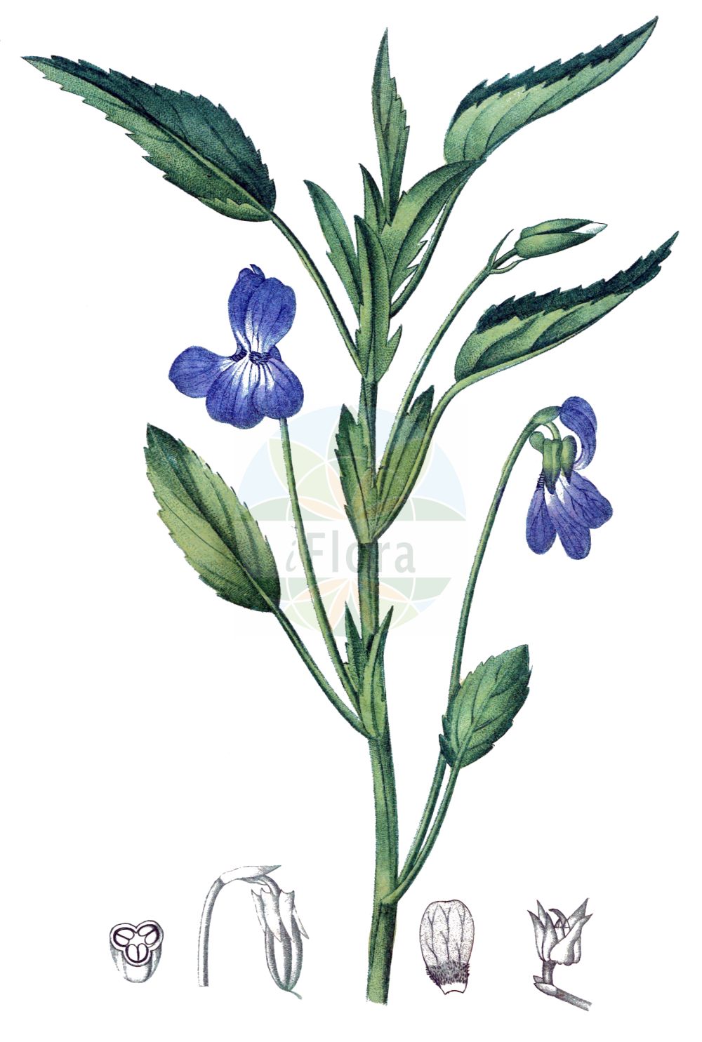 Viola - Violaceae,Biota,Plantae,Pteridobiotina,Tracheophyta,Magnoliopsida,Malpighiales,Violaceae,Violoideae,Viola,Chrysion, Cittaronium, Crocion, Dischidium, Erpetion, Grammeionium, Ion, Jacea, Lophion, Mnemion, Oionychion