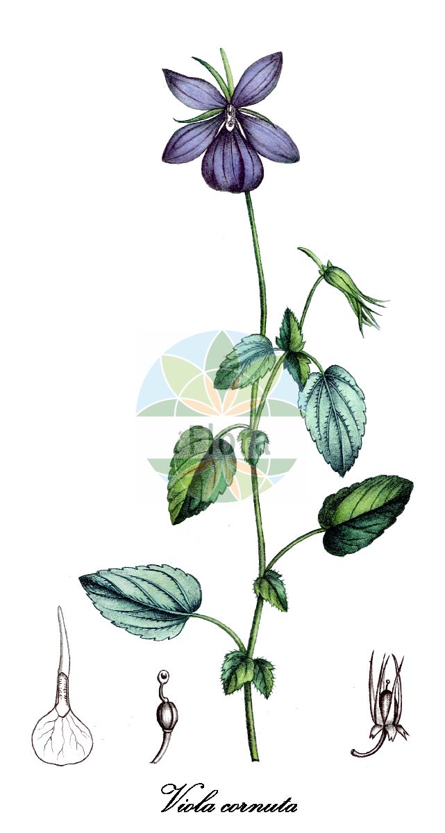Viola cornuta - Violaceae,Plantae,Pteridobiotina,Angiosperms,Malpighiales,Violaceae,Viola,Viola cornuta,Mnemion cornutum,Horn-Stiefmütterchen;horned pansy;violette cornue;pensée cornue;violeta;wilde bertram;hoornviooltje;фиалка рогатая;pensament pirinenc;hornviol;horn-stedmoderblomst;fiołek rogaty;rogata vijolica;kisvirágú árvácskák;violka ostruhatá;violka rohatá;fialka ostrohatá;hornfiol;sarviorvokki
