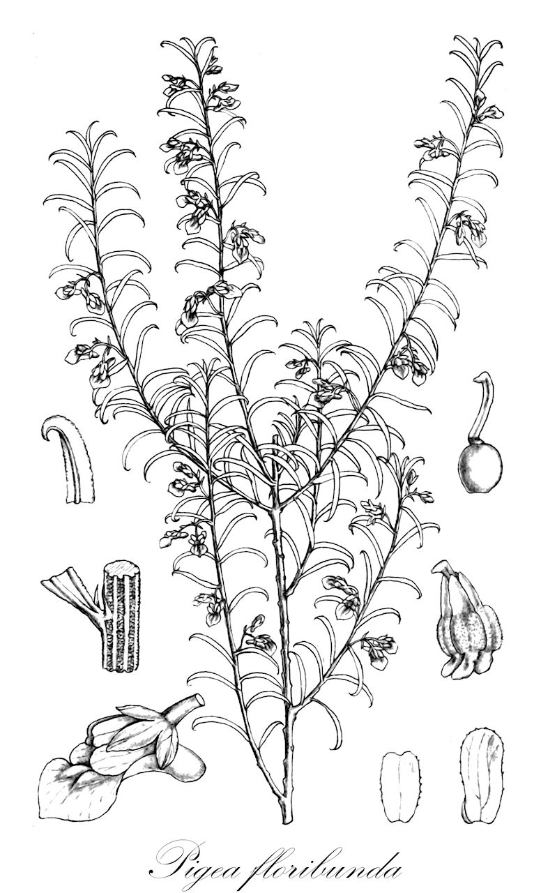 Pigea floribunda - Violaceae,Plantae,Pteridobiotina,Angiosperms,Malpighiales,Violaceae,Pigea,Pigea floribunda,Clelandia convallis, Hybanthus floribundus, Hybanthus floribundus var. minutifolia, Hybanthus floribundus var. pinifolia, Ionidium australasiae, Ionidium floribundum, Ionidium multiflorum