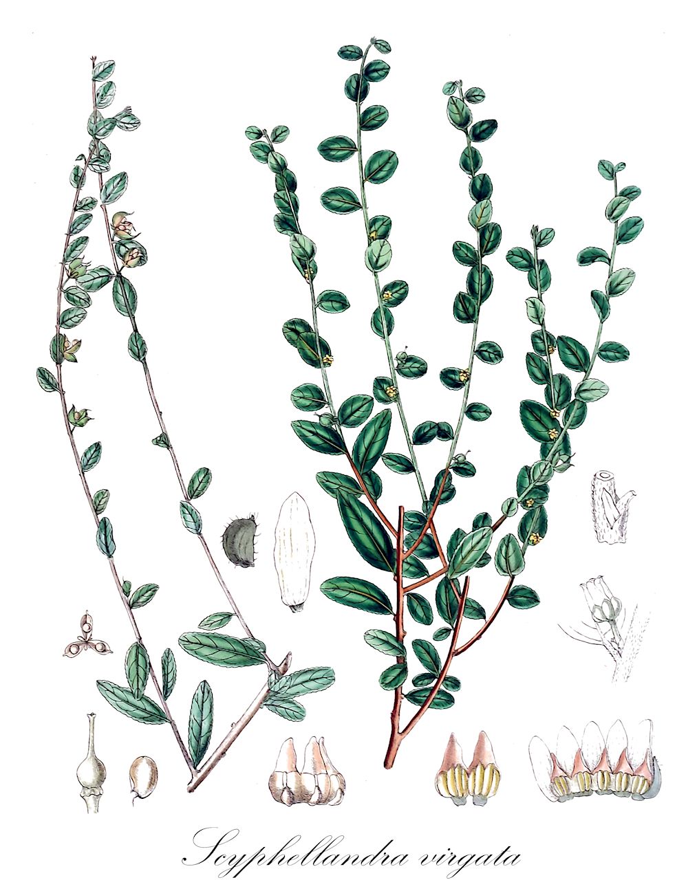 Scyphellandra virgata - Violaceae,Plantae,Pteridobiotina,Angiosperms,Malpighiales,Violaceae,Scyphellandra,Scyphellandra virgata,Rinorea pierrei, Rinorea virgata, Scyphellandra pierrei