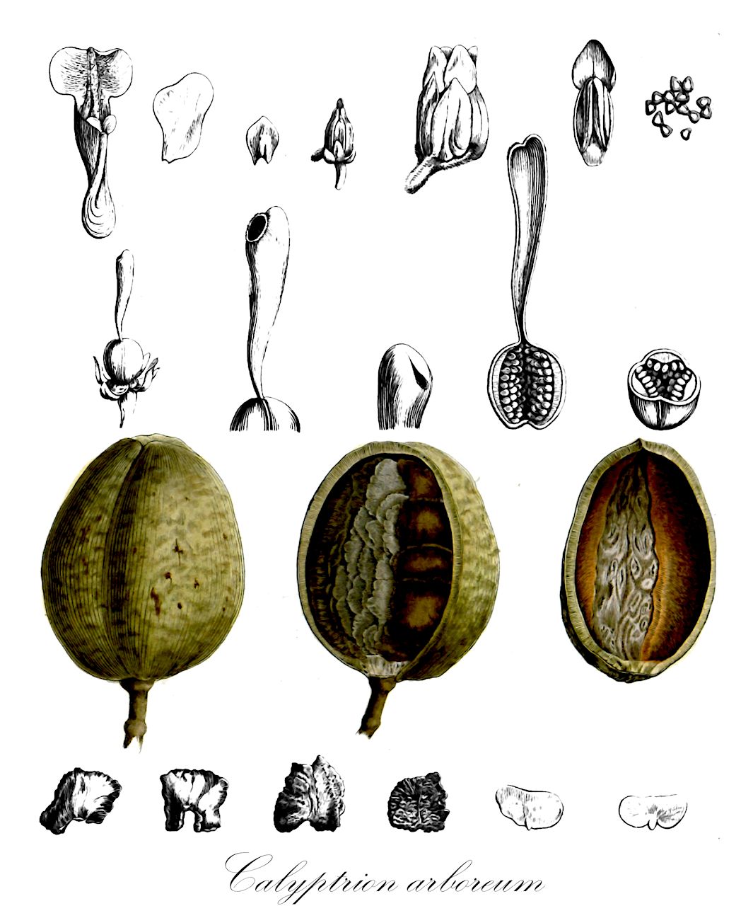 Calyptrion arboreum - Violaceae,Plantae,Pteridobiotina,Angiosperms,Malpighiales,Violaceae,Calyptrion,Calyptrion arboreum,Calceolaria arborea, Calyptrion aubletii, Calyptrion berteroi, Calyptrion berteroi var. magdalenense, Calyptrion citrifolium, Calyptrion excelsum, Calyptrion hybanthus, Calyptrion nitidum, Calyptrion orinocense, Corynostylis albiflora, Corynostylis arborea, Corynostylis benthamii, Corynostylis berteroi, Corynostylis guyanensis, Corynostylis hybanthus, Corynostylis hybanthus var. albiflora, Corynostylis loeflingii, Corynostylis palustris, Hybanthus scandens, Ionidium aubletii, Ionidium hybanthus, Viola arborea, Viola aubletii, Viola hybanthus, Viola laurifolia