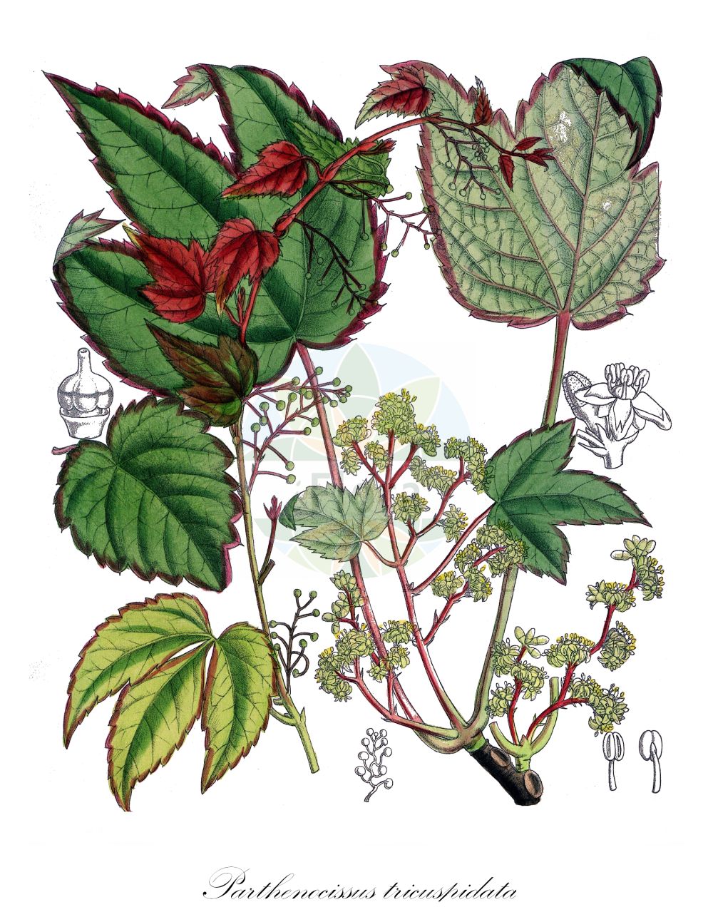 Parthenocissus tricuspidata - Vitaceae,Plantae,Pteridobiotina,Angiosperms,Vitales,Vitaceae,Parthenocissus,Parthenocissus tricuspidata,Acer nikoense, Ampelopsis haponica, Ampelopsis lowii, Ampelopsis minima, Ampelopsis tricuspidata, Ampelopsis tricuspidata f. veitchii, Ampelopsis veitchii, Ampelopsis veitchii, Ampelopsis veitchii unr. robusta, Ampelopsis veitchii var. purpurea, Cissus thunbergii, Cissus tricuspidata, Cissus veitchii, Crula nikoense, Crula nikoensis, Negundo nikoense, Negundo nikoense, Parthenocissus thunbergii, Parthenocissus tricuspidata f. lowii, Parthenocissus tricuspidata f. purpurea, Parthenocissus tricuspidata f. veitchii, Parthenocissus veitchii, Psedera thunbergii, Psedera tricuspidata, Quinaria tricuspidata, Quinaria veitchii, Vitis inconstans, Vitis roylei, Vitis taquetii, Vitis thunbergii, Vitis tricuspidata, Vitis veitchii,Dreilappige Jungfernrebe;Kletterwein;Dreilappige Zaunrebe;Dreispitzige Jungfernrebe;Scheinrebe;Nikko-Ahorn;boston-ivy;boston ivy;japanese ivy;vigne vierge tricuspidée;Vigne vierge trilobée;lierre japonais;vigne vierge à ventouses;vigne de Thunberg;vigne vierge à trois becs;vigne vierge du Japon;vigne vierge tricuspidée;vigne-vierge du Japon;vigne-vierge tricuspidée;Vite del Canadà a foglie intere;vite del Canada a foglie integre;vite del Canadà a foglie integre;onbestendige wingert;driebladige wingerd;виноград девичий триостренный;виноград плющевидный;виноград Тунберга;partenocis;vinya verge;trošiljkasta lozika;rådhusvin;rådhusvin;winobluszcz japoński;winobluszcz trójklapowy;ツタ;tsuta;ebizuru;エビヅル;japán vadszőlő;loubinec trojlaločný;pavinič trojlaločný;дикий виноград тригострокінцевий;дива лоза;dì jǐn;sāng yè pú tao;地锦;桑叶葡萄