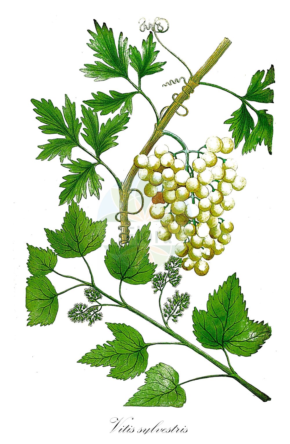 Vitis vinifera - Vitaceae,Plantae,Pteridobiotina,Angiosperms,Vitales,Vitaceae,Vitis,Vitis vinifera,Cissus vinifera, Maerklinia viridis, Noachia macrophylla, Palatina dichotoma, Palatina dissecta, Palatina macrocarpa, Palatina oblonga, Palatina septemloba, Palatina sinuata, Palatina sylvestris, Palatina tilicefolia, Palatina wisilocensis, Schamsia ligustrica, Sickleria brevicirrhata, Thalesia rubrivenia, Tyrtamia revoluta, Vitis apiana, Vitis apiifolia, Vitis apiifolia unr. laciniosa, Vitis apyrena, Vitis bosturgaiensis, Vitis cebennensis, Vitis corinthiaca, Vitis cylindrica, Vitis densiflora, Vitis farinosa, Vitis gmelinii, Vitis guilelmi, Vitis hyrcanica, Vitis kozmae, Vitis kozmae var. zemplenica, Vitis laciniosa, Vitis laxiflora, Vitis mediterranea, Vitis mensarum, Vitis moschata, Vitis orientalis, Vitis praecox, Vitis saccharina, Vitis silvestris, Vitis singularis, Vitis sinuosa, Vitis subacerifolia, Vitis succinea, Vitis sylvestris, Vitis sylvestris subsp. anebophylla, Vitis sylvestris subsp. trichophylla, Vitis sylvestris var. sativa, Vitis tinctoria, Vitis trichophylla, Vitis turbinata, Vitis usunachmatica, Vitis vinifera f. apiifolia, Vitis vinifera f. purpurea, Vitis vinifera subsp. sativa, Vitis vinifera subsp. sylvestris, Vitis vinifera unr. silvestris, Vitis vinifera var. acerbi, Vitis vinifera var. alba, Vitis vinifera var. albida, Vitis vinifera var. aleatica, Vitis vinifera var. alexandriae, Vitis vinifera var. alicantia, Vitis vinifera var. amarula, Vitis vinifera var. anebophylla, Vitis vinifera var. apiana, Vitis vinifera var. apiifolia, Vitis vinifera var. apyrena, Vitis vinifera var. baccata, Vitis vinifera var. balbis, Vitis vinifera var. bauhinii, Vitis vinifera var. bicolor, Vitis vinifera var. bosciana, Vitis vinifera var. braquet, Vitis vinifera var. burdigalensis, Vitis vinifera var. bureli, Vitis vinifera var. caiana, Vitis vinifera var. carnosa, Vitis vinifera var. chaptali, Vitis vinifera var. columellae, Vitis vinifera var. compressa, Vitis vinifera var. corinthiaca, Vitis vinifera var. corniculala, Vitis vinifera var. corruptibilis, Vitis vinifera var. craveiroia, Vitis vinifera var. densa, Vitis vinifera var. domina, Vitis vinifera var. dulcis, Vitis vinifera var. duracina, Vitis vinifera var. erbasca, Vitis vinifera var. foderea, Vitis vinifera var. fusca, Vitis vinifera var. gardinelii, Vitis vinifera var. gargaveo, Vitis vinifera var. gibbosa, Vitis vinifera var. gibbosa, Vitis vinifera var. grisea, Vitis vinifera var. guillielmia, Vitis vinifera var. inaequalis, Vitis vinifera var. infumata, Vitis vinifera var. italica, Vitis vinifera var. juliana, Vitis vinifera var. laconiata, Vitis vinifera var. lambertii, Vitis vinifera var. latifolia, Vitis vinifera var. louseleurii, Vitis vinifera var. luneli, Vitis vinifera var. macrophylla, Vitis vinifera var. malvasia, Vitis vinifera var. maroccana, Vitis vinifera var. massiliensis, Vitis vinifera var. maurillona, Vitis vinifera var. mediifolia, Vitis vinifera var. microcarpa, Vitis vinifera var. milleria, Vitis vinifera var. minuta, Vitis vinifera var. minuta, Vitis vinifera var. mollissima, Vitis vinifera var. mollissima, Vitis vinifera var. molonis, Vitis vinifera var. montana, Vitis vinifera var. morveda, Vitis vinifera var. muscatella, Vitis vinifera var. nicaensis, Vitis vinifera var. nigra, Vitis vinifera var. nodosa, Vitis vinifera var. normalis, Vitis vinifera var. orientalis, Vitis vinifera var. pansa, Vitis vinifera var. parvifolia, Vitis vinifera var. pedunculata, Vitis vinifera var. pellucida, Vitis vinifera var. pergulana, Vitis vinifera var. pinea, Vitis vinifera var. praecox, Vitis vinifera var. provincialis, Vitis vinifera var. pulchella, Vitis vinifera var. punctata, Vitis vinifera var. purpurea, Vitis vinifera var. rara, Vitis vinifera var. rozieri, Vitis vinifera var. rubella, Vitis vinifera var. rubra, Vitis vinifera var. rubra, Vitis vinifera var. rufa, Vitis vinifera var. rufescens, Vitis vinifera var. salernitana, Vitis vinifera var. sativa, Vitis vinifera var. semisylvestris, Vitis vinifera var. serotina, Vitis vinifera var. smithii, Vitis vinifera var. sphaerica, Vitis vinifera var. subhirsuta, Vitis vinifera var. sylvestris, Vitis vinifera var. tabacca, Vitis vinifera var. tempestiva, Vitis vinifera var. thouinii, Vitis vinifera var. tinctorialis, Vitis vinifera var. trichophylla, Vitis vinifera var. varronia, Vitis vinifera var. ventricosa, Vitis vinifera var. verlantina, Vitis vinifera var. virescens, Vitis vinifera var. vulgaris, Vitis vinifera var. wilfordiana, Zaehringia nobilis,Wilde Weinrebe;Kultur-Weinrebe;Weinrebe;Europäische Weinrebe;Weinstock;Echte Weinrebe;grape-vine;wine grape;grape of commerce;common grapevine;european grape;wild grape;Vigne;Vigne des bois;Vigne sauvage;vigne d'Europe;lambruche;pampre;lambrusque;vigne commune;vigne cultivée;vigne vitifère;parra;parra silvestre;vid;Vite comune;Vite selvatica;vite;ambrostuna;lambusca;zampino;wijndruif;wijnstok;wilde wijnstok;vide;videira;parreira;videira-europeia;vinha;vinha-brava;виноград винный;виноград культурный;виноград лесной;asma;deli asma;hardhi;vinya;vinya silvestre;divlja lozika;vinska lozika;vinranka;almindelig vin;vindruer;winorośl właściwa;winorośl właściwa dzika;winorośl właściwa typowa;budô;ブドウ;divja vinska trta;vinska trta;bortermő szőlő;ligeti szőlő;réva vinná;vinič hroznorodý;виноград лісовий;виноград справжній;дива евроазиатска лоза;европейска винена лоза;aitoviiniköynnös;дивља вињага;gefen hay'arot;גֶּפֶן הַיְּעָרוֹת;دالية;كرمة;αγριόκλημα;αγριοσταφυλιά;αμπέλι;αμπελόνα;γρεντζιέλλα;γρεντζουλιά;κλήμα;pu tao;pú táo;葡萄
