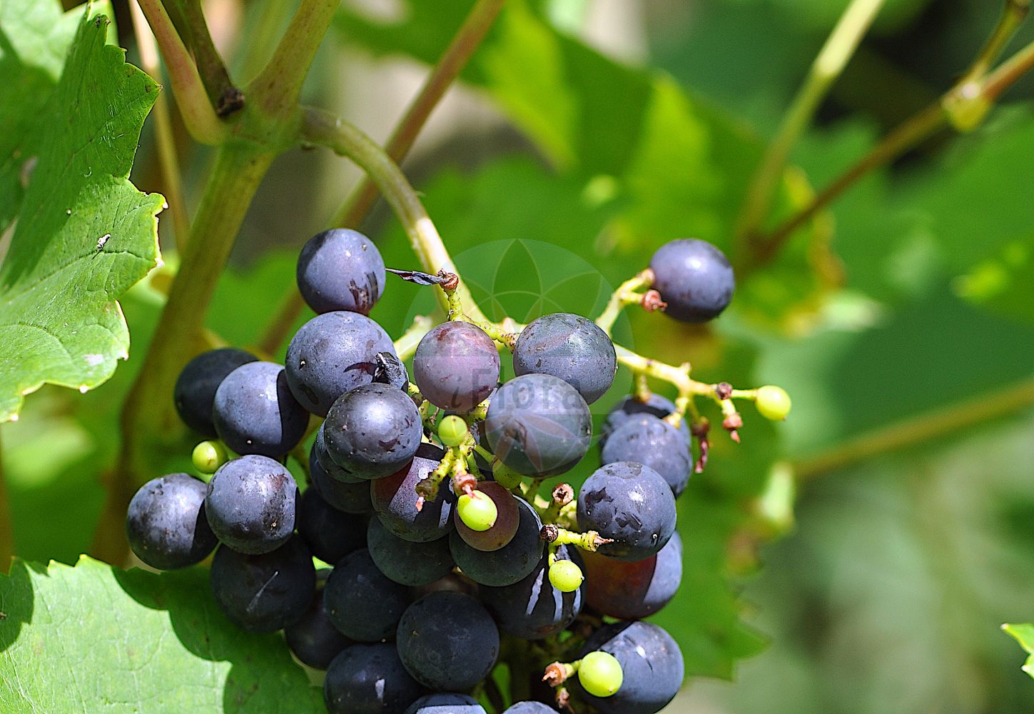 Vitis vinifera - Vitaceae,Plantae,Pteridobiotina,Angiosperms,Vitales,Vitaceae,Vitis,Vitis vinifera,Cissus vinifera, Maerklinia viridis, Noachia macrophylla, Palatina dichotoma, Palatina dissecta, Palatina macrocarpa, Palatina oblonga, Palatina septemloba, Palatina sinuata, Palatina sylvestris, Palatina tilicefolia, Palatina wisilocensis, Schamsia ligustrica, Sickleria brevicirrhata, Thalesia rubrivenia, Tyrtamia revoluta, Vitis apiana, Vitis apiifolia, Vitis apiifolia unr. laciniosa, Vitis apyrena, Vitis bosturgaiensis, Vitis cebennensis, Vitis corinthiaca, Vitis cylindrica, Vitis densiflora, Vitis farinosa, Vitis gmelinii, Vitis guilelmi, Vitis hyrcanica, Vitis kozmae, Vitis kozmae var. zemplenica, Vitis laciniosa, Vitis laxiflora, Vitis mediterranea, Vitis mensarum, Vitis moschata, Vitis orientalis, Vitis praecox, Vitis saccharina, Vitis silvestris, Vitis singularis, Vitis sinuosa, Vitis subacerifolia, Vitis succinea, Vitis sylvestris, Vitis sylvestris subsp. anebophylla, Vitis sylvestris subsp. trichophylla, Vitis sylvestris var. sativa, Vitis tinctoria, Vitis trichophylla, Vitis turbinata, Vitis usunachmatica, Vitis vinifera f. apiifolia, Vitis vinifera f. purpurea, Vitis vinifera subsp. sativa, Vitis vinifera subsp. sylvestris, Vitis vinifera unr. silvestris, Vitis vinifera var. acerbi, Vitis vinifera var. alba, Vitis vinifera var. albida, Vitis vinifera var. aleatica, Vitis vinifera var. alexandriae, Vitis vinifera var. alicantia, Vitis vinifera var. amarula, Vitis vinifera var. anebophylla, Vitis vinifera var. apiana, Vitis vinifera var. apiifolia, Vitis vinifera var. apyrena, Vitis vinifera var. baccata, Vitis vinifera var. balbis, Vitis vinifera var. bauhinii, Vitis vinifera var. bicolor, Vitis vinifera var. bosciana, Vitis vinifera var. braquet, Vitis vinifera var. burdigalensis, Vitis vinifera var. bureli, Vitis vinifera var. caiana, Vitis vinifera var. carnosa, Vitis vinifera var. chaptali, Vitis vinifera var. columellae, Vitis vinifera var. compressa, Vitis vinifera var. corinthiaca, Vitis vinifera var. corniculala, Vitis vinifera var. corruptibilis, Vitis vinifera var. craveiroia, Vitis vinifera var. densa, Vitis vinifera var. domina, Vitis vinifera var. dulcis, Vitis vinifera var. duracina, Vitis vinifera var. erbasca, Vitis vinifera var. foderea, Vitis vinifera var. fusca, Vitis vinifera var. gardinelii, Vitis vinifera var. gargaveo, Vitis vinifera var. gibbosa, Vitis vinifera var. gibbosa, Vitis vinifera var. grisea, Vitis vinifera var. guillielmia, Vitis vinifera var. inaequalis, Vitis vinifera var. infumata, Vitis vinifera var. italica, Vitis vinifera var. juliana, Vitis vinifera var. laconiata, Vitis vinifera var. lambertii, Vitis vinifera var. latifolia, Vitis vinifera var. louseleurii, Vitis vinifera var. luneli, Vitis vinifera var. macrophylla, Vitis vinifera var. malvasia, Vitis vinifera var. maroccana, Vitis vinifera var. massiliensis, Vitis vinifera var. maurillona, Vitis vinifera var. mediifolia, Vitis vinifera var. microcarpa, Vitis vinifera var. milleria, Vitis vinifera var. minuta, Vitis vinifera var. minuta, Vitis vinifera var. mollissima, Vitis vinifera var. mollissima, Vitis vinifera var. molonis, Vitis vinifera var. montana, Vitis vinifera var. morveda, Vitis vinifera var. muscatella, Vitis vinifera var. nicaensis, Vitis vinifera var. nigra, Vitis vinifera var. nodosa, Vitis vinifera var. normalis, Vitis vinifera var. orientalis, Vitis vinifera var. pansa, Vitis vinifera var. parvifolia, Vitis vinifera var. pedunculata, Vitis vinifera var. pellucida, Vitis vinifera var. pergulana, Vitis vinifera var. pinea, Vitis vinifera var. praecox, Vitis vinifera var. provincialis, Vitis vinifera var. pulchella, Vitis vinifera var. punctata, Vitis vinifera var. purpurea, Vitis vinifera var. rara, Vitis vinifera var. rozieri, Vitis vinifera var. rubella, Vitis vinifera var. rubra, Vitis vinifera var. rubra, Vitis vinifera var. rufa, Vitis vinifera var. rufescens, Vitis vinifera var. salernitana, Vitis vinifera var. sativa, Vitis vinifera var. semisylvestris, Vitis vinifera var. serotina, Vitis vinifera var. smithii, Vitis vinifera var. sphaerica, Vitis vinifera var. subhirsuta, Vitis vinifera var. sylvestris, Vitis vinifera var. tabacca, Vitis vinifera var. tempestiva, Vitis vinifera var. thouinii, Vitis vinifera var. tinctorialis, Vitis vinifera var. trichophylla, Vitis vinifera var. varronia, Vitis vinifera var. ventricosa, Vitis vinifera var. verlantina, Vitis vinifera var. virescens, Vitis vinifera var. vulgaris, Vitis vinifera var. wilfordiana, Zaehringia nobilis,Wilde Weinrebe;Kultur-Weinrebe;Weinrebe;Europäische Weinrebe;Weinstock;Echte Weinrebe;grape-vine;wine grape;grape of commerce;common grapevine;european grape;wild grape;Vigne;Vigne des bois;Vigne sauvage;vigne d'Europe;lambruche;pampre;lambrusque;vigne commune;vigne cultivée;vigne vitifère;parra;parra silvestre;vid;Vite comune;Vite selvatica;vite;ambrostuna;lambusca;zampino;wijndruif;wijnstok;wilde wijnstok;vide;videira;parreira;videira-europeia;vinha;vinha-brava;виноград винный;виноград культурный;виноград лесной;asma;deli asma;hardhi;vinya;vinya silvestre;divlja lozika;vinska lozika;vinranka;almindelig vin;vindruer;winorośl właściwa;winorośl właściwa dzika;winorośl właściwa typowa;budô;ブドウ;divja vinska trta;vinska trta;bortermő szőlő;ligeti szőlő;réva vinná;vinič hroznorodý;виноград лісовий;виноград справжній;дива евроазиатска лоза;европейска винена лоза;aitoviiniköynnös;дивља вињага;gefen hay'arot;גֶּפֶן הַיְּעָרוֹת;دالية;كرمة;αγριόκλημα;αγριοσταφυλιά;αμπέλι;αμπελόνα;γρεντζιέλλα;γρεντζουλιά;κλήμα;pu tao;pú táo;葡萄