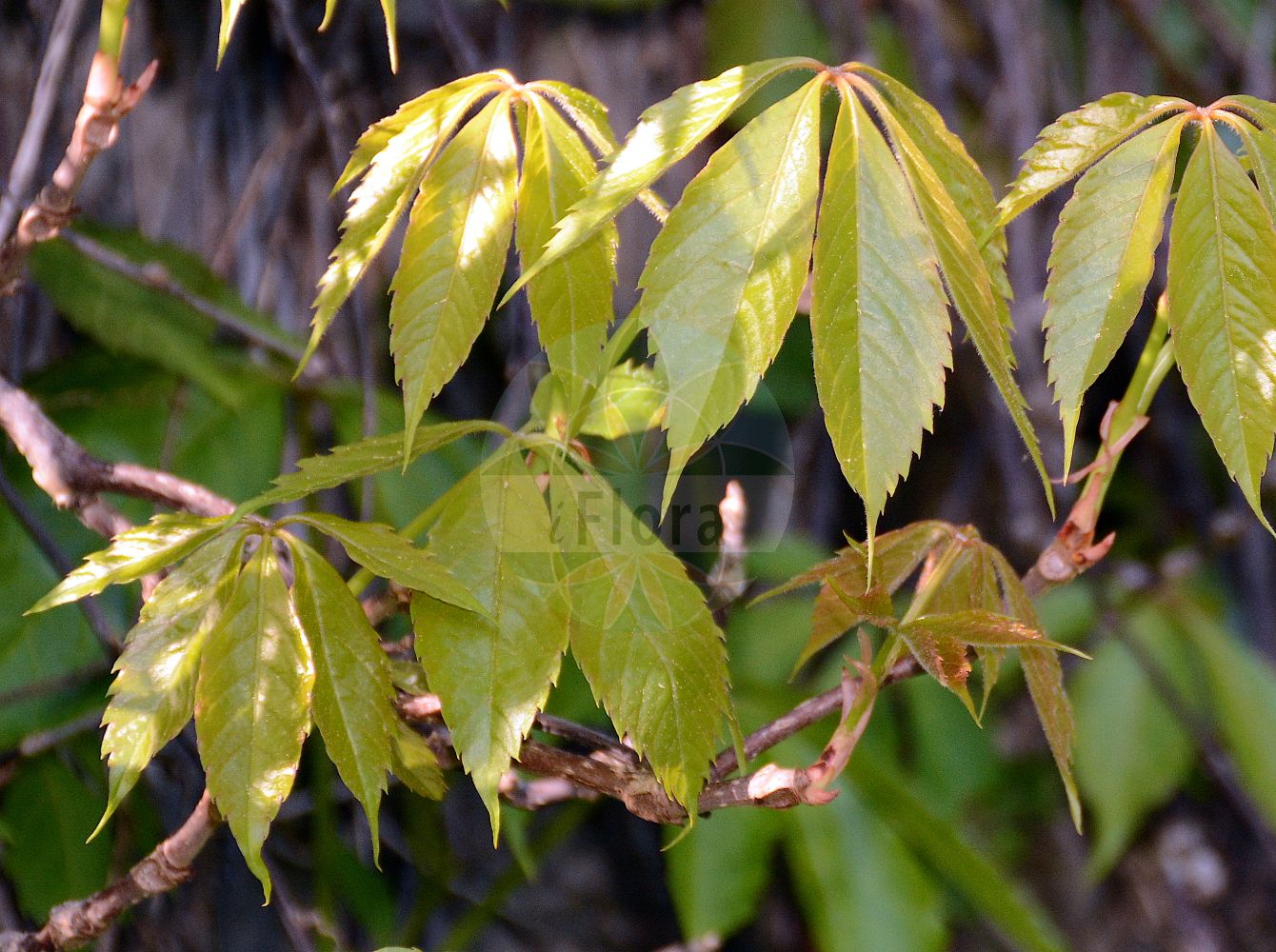 Parthenocissus quinquefolia - Vitaceae,Plantae,Pteridobiotina,Angiosperms,Vitales,Vitaceae,Parthenocissus,Parthenocissus quinquefolia,Ampelocissus cirrhata, Ampelocissus major, Ampelocissus serrata, Ampelocissus tricolor, Ampelopsis engelmannii, Ampelopsis graebneri, Ampelopsis hederacea, Ampelopsis hederacea var. dumetorum, Ampelopsis hederacea var. minor, Ampelopsis hederacea var. murorum, Ampelopsis himalayana, Ampelopsis hirsuta, Ampelopsis latifolia, Ampelopsis muralis, Ampelopsis pubescens, Ampelopsis quinquefolia, Ampelopsis quinquefolia var. angustifolia, Ampelopsis quinquefolia var. dumetorum, Ampelopsis quinquefolia var. graebneri, Ampelopsis quinquefolia var. heptaphylla, Ampelopsis quinquefolia var. hirsuta, Ampelopsis quinquefolia var. laciniata, Ampelopsis quinquefolia var. latifolia, Ampelopsis quinquefolia var. murorum, Ampelopsis quinquefolia var. pubescens, Ampelopsis quinquefolia var. radicantissima, Ampelopsis quinquefolia var. spaethii, Ampelopsis radicantissima, Ampelopsis radicantissima f. minor, Ampelopsis radicantissima var. engelmannii, Ampelopsis radicantissima var. graebneri, Ampelopsis radicantissima var. saint-paulii, Ampelopsis roylei, Ampelopsis saint-paulii, Ampelopsis saint-paulii, Ampelopsis virginiana, Ampelopsis virginiana, Cissus hederacea, Cissus hederacea var. hirsuta, Cissus hirsuta, Cissus pubescens, Cissus quinquefolia, Cissus quinquefolia, Hedera carnosa, Hedera quinquefolia, Parthenocissus dumetorum, Parthenocissus dumetorum var. laciniata, Parthenocissus engelmannii, Parthenocissus graebneri, Parthenocissus hederacea, Parthenocissus hirsuta, Parthenocissus hirsuta, Parthenocissus inserta, Parthenocissus inserta f. inserta, Parthenocissus muralis, Parthenocissus muralis var. minor, Parthenocissus pubescens, Parthenocissus quinquefolia f. engelmannii, Parthenocissus quinquefolia f. hirsuta, Parthenocissus quinquefolia f. minor, Parthenocissus quinquefolia f. quinquefolia, Parthenocissus quinquefolia var. hirsuta, Parthenocissus quinquefolia var. minor, Parthenocissus quinquefolia var. murorum, Parthenocissus quinquefolia var. saint-paulii, Parthenocissus quinquefolia var. typica, Parthenocissus radicantissima, Parthenocissus radicantissima var. minor, Parthenocissus saint-paulii, Parthenocissus spaethii, Psedera hirsuta, Psedera quinquefolia, Psedera quinquefolia var. hirsuta, Psedera quinquefolia var. minor, Psedera quinquefolia var. murorum, Psedera saint-paulii, Quinaria hederacea, Quinaria hirsuta, Quinaria quinquefolia, Quinaria quinquefolia, Quinaria radicantissima, Vitis hederacea, Vitis inserta, Vitis inserta var. hirsuta, Vitis pubescens, Vitis quinquefolia, Vitis quinquefolia var. hirsuta,Gewöhnliche Jungfernrebe;Gewöhnlicher Wilder Wein;Fünfblättrige Zaunrebe;Selbstkletternde Jungfernrebe;Wilder Wein;Fünffingerige Jungfernrebe;Selbstkletternde Zaunrebe;virginia-creeper;sevenleaf creeper;virginia creeper;hiedra;parra;vigne vierge à cinq folioles;Vigne vierge à cinq folioles;vigne vierge à cinq feuilles;vigne grimpante;vigne de Virginie;vigne vierge;vigne vierge d'Amérique orientale;vina virgen;vina virgén;Vite del Canadà a cinque foglie;Vite del Canadà comune;vite del Canada comune;haag-wijnrank;wilde wijndruif;haag wijnrank;vijfbladige wingerd;trepadeira-da-virgínia;vinha-virgem;vinha-virgem-da-virgínia;девичий виноград пятилисточковый;partenocis;vinya verge;peterodijelna lozika;klättervildvin;klatrevildvin;winobluszcz pięciolistkowy;amerika-zuta;アメリカズタ;navadna vinika;tapadó vadszőlő;loubinec pětilistý;pavinič päťlistý;дикий виноград п'ятилисточковий;дива лоза;harilik metsviinapuu;pieclapiņu mežvīns;klatrevillvin;imukärhivilliviini;penkialapis vynvytis