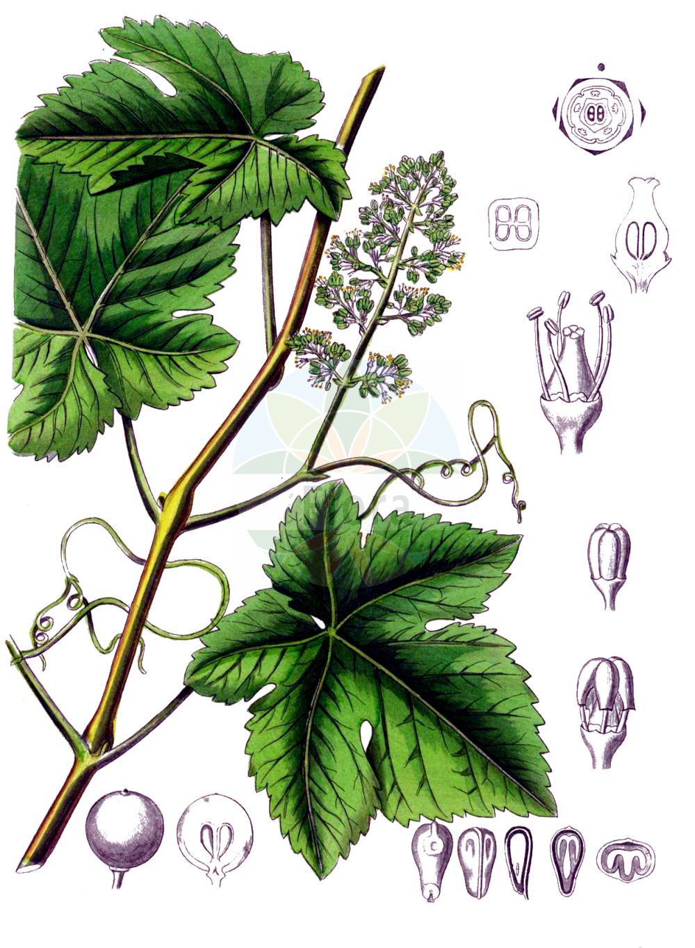 Vitis vinifera - Vitaceae,Plantae,Pteridobiotina,Angiosperms,Vitales,Vitaceae,Vitis,Vitis vinifera,Cissus vinifera, Maerklinia viridis, Noachia macrophylla, Palatina dichotoma, Palatina dissecta, Palatina macrocarpa, Palatina oblonga, Palatina septemloba, Palatina sinuata, Palatina sylvestris, Palatina tilicefolia, Palatina wisilocensis, Schamsia ligustrica, Sickleria brevicirrhata, Thalesia rubrivenia, Tyrtamia revoluta, Vitis apiana, Vitis apiifolia, Vitis apiifolia unr. laciniosa, Vitis apyrena, Vitis bosturgaiensis, Vitis cebennensis, Vitis corinthiaca, Vitis cylindrica, Vitis densiflora, Vitis farinosa, Vitis gmelinii, Vitis guilelmi, Vitis hyrcanica, Vitis kozmae, Vitis kozmae var. zemplenica, Vitis laciniosa, Vitis laxiflora, Vitis mediterranea, Vitis mensarum, Vitis moschata, Vitis orientalis, Vitis praecox, Vitis saccharina, Vitis silvestris, Vitis singularis, Vitis sinuosa, Vitis subacerifolia, Vitis succinea, Vitis sylvestris, Vitis sylvestris subsp. anebophylla, Vitis sylvestris subsp. trichophylla, Vitis sylvestris var. sativa, Vitis tinctoria, Vitis trichophylla, Vitis turbinata, Vitis usunachmatica, Vitis vinifera f. apiifolia, Vitis vinifera f. purpurea, Vitis vinifera subsp. sativa, Vitis vinifera subsp. sylvestris, Vitis vinifera unr. silvestris, Vitis vinifera var. acerbi, Vitis vinifera var. alba, Vitis vinifera var. albida, Vitis vinifera var. aleatica, Vitis vinifera var. alexandriae, Vitis vinifera var. alicantia, Vitis vinifera var. amarula, Vitis vinifera var. anebophylla, Vitis vinifera var. apiana, Vitis vinifera var. apiifolia, Vitis vinifera var. apyrena, Vitis vinifera var. baccata, Vitis vinifera var. balbis, Vitis vinifera var. bauhinii, Vitis vinifera var. bicolor, Vitis vinifera var. bosciana, Vitis vinifera var. braquet, Vitis vinifera var. burdigalensis, Vitis vinifera var. bureli, Vitis vinifera var. caiana, Vitis vinifera var. carnosa, Vitis vinifera var. chaptali, Vitis vinifera var. columellae, Vitis vinifera var. compressa, Vitis vinifera var. corinthiaca, Vitis vinifera var. corniculala, Vitis vinifera var. corruptibilis, Vitis vinifera var. craveiroia, Vitis vinifera var. densa, Vitis vinifera var. domina, Vitis vinifera var. dulcis, Vitis vinifera var. duracina, Vitis vinifera var. erbasca, Vitis vinifera var. foderea, Vitis vinifera var. fusca, Vitis vinifera var. gardinelii, Vitis vinifera var. gargaveo, Vitis vinifera var. gibbosa, Vitis vinifera var. gibbosa, Vitis vinifera var. grisea, Vitis vinifera var. guillielmia, Vitis vinifera var. inaequalis, Vitis vinifera var. infumata, Vitis vinifera var. italica, Vitis vinifera var. juliana, Vitis vinifera var. laconiata, Vitis vinifera var. lambertii, Vitis vinifera var. latifolia, Vitis vinifera var. louseleurii, Vitis vinifera var. luneli, Vitis vinifera var. macrophylla, Vitis vinifera var. malvasia, Vitis vinifera var. maroccana, Vitis vinifera var. massiliensis, Vitis vinifera var. maurillona, Vitis vinifera var. mediifolia, Vitis vinifera var. microcarpa, Vitis vinifera var. milleria, Vitis vinifera var. minuta, Vitis vinifera var. minuta, Vitis vinifera var. mollissima, Vitis vinifera var. mollissima, Vitis vinifera var. molonis, Vitis vinifera var. montana, Vitis vinifera var. morveda, Vitis vinifera var. muscatella, Vitis vinifera var. nicaensis, Vitis vinifera var. nigra, Vitis vinifera var. nodosa, Vitis vinifera var. normalis, Vitis vinifera var. orientalis, Vitis vinifera var. pansa, Vitis vinifera var. parvifolia, Vitis vinifera var. pedunculata, Vitis vinifera var. pellucida, Vitis vinifera var. pergulana, Vitis vinifera var. pinea, Vitis vinifera var. praecox, Vitis vinifera var. provincialis, Vitis vinifera var. pulchella, Vitis vinifera var. punctata, Vitis vinifera var. purpurea, Vitis vinifera var. rara, Vitis vinifera var. rozieri, Vitis vinifera var. rubella, Vitis vinifera var. rubra, Vitis vinifera var. rubra, Vitis vinifera var. rufa, Vitis vinifera var. rufescens, Vitis vinifera var. salernitana, Vitis vinifera var. sativa, Vitis vinifera var. semisylvestris, Vitis vinifera var. serotina, Vitis vinifera var. smithii, Vitis vinifera var. sphaerica, Vitis vinifera var. subhirsuta, Vitis vinifera var. sylvestris, Vitis vinifera var. tabacca, Vitis vinifera var. tempestiva, Vitis vinifera var. thouinii, Vitis vinifera var. tinctorialis, Vitis vinifera var. trichophylla, Vitis vinifera var. varronia, Vitis vinifera var. ventricosa, Vitis vinifera var. verlantina, Vitis vinifera var. virescens, Vitis vinifera var. vulgaris, Vitis vinifera var. wilfordiana, Zaehringia nobilis,Wilde Weinrebe;Kultur-Weinrebe;Weinrebe;Europäische Weinrebe;Weinstock;Echte Weinrebe;grape-vine;wine grape;grape of commerce;common grapevine;european grape;wild grape;Vigne;Vigne des bois;Vigne sauvage;vigne d'Europe;lambruche;pampre;lambrusque;vigne commune;vigne cultivée;vigne vitifère;parra;parra silvestre;vid;Vite comune;Vite selvatica;vite;ambrostuna;lambusca;zampino;wijndruif;wijnstok;wilde wijnstok;vide;videira;parreira;videira-europeia;vinha;vinha-brava;виноград винный;виноград культурный;виноград лесной;asma;deli asma;hardhi;vinya;vinya silvestre;divlja lozika;vinska lozika;vinranka;almindelig vin;vindruer;winorośl właściwa;winorośl właściwa dzika;winorośl właściwa typowa;budô;ブドウ;divja vinska trta;vinska trta;bortermő szőlő;ligeti szőlő;réva vinná;vinič hroznorodý;виноград лісовий;виноград справжній;дива евроазиатска лоза;европейска винена лоза;aitoviiniköynnös;дивља вињага;gefen hay'arot;גֶּפֶן הַיְּעָרוֹת;دالية;كرمة;αγριόκλημα;αγριοσταφυλιά;αμπέλι;αμπελόνα;γρεντζιέλλα;γρεντζουλιά;κλήμα;pu tao;pú táo;葡萄