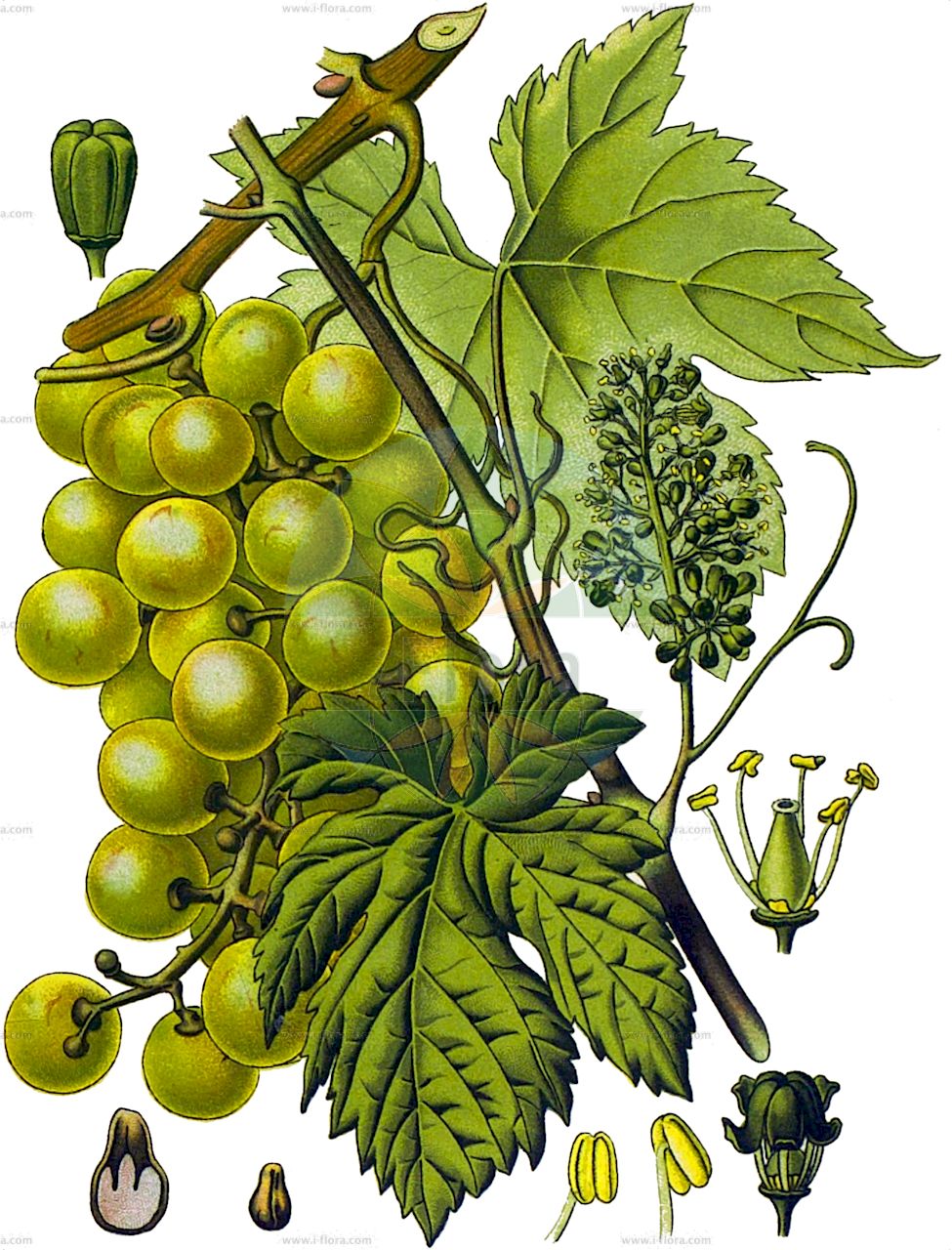 Vitis vinifera - Vitaceae,Plantae,Pteridobiotina,Angiosperms,Vitales,Vitaceae,Vitis,Vitis vinifera,Cissus vinifera, Maerklinia viridis, Noachia macrophylla, Palatina dichotoma, Palatina dissecta, Palatina macrocarpa, Palatina oblonga, Palatina septemloba, Palatina sinuata, Palatina sylvestris, Palatina tilicefolia, Palatina wisilocensis, Schamsia ligustrica, Sickleria brevicirrhata, Thalesia rubrivenia, Tyrtamia revoluta, Vitis apiana, Vitis apiifolia, Vitis apiifolia unr. laciniosa, Vitis apyrena, Vitis bosturgaiensis, Vitis cebennensis, Vitis corinthiaca, Vitis cylindrica, Vitis densiflora, Vitis farinosa, Vitis gmelinii, Vitis guilelmi, Vitis hyrcanica, Vitis kozmae, Vitis kozmae var. zemplenica, Vitis laciniosa, Vitis laxiflora, Vitis mediterranea, Vitis mensarum, Vitis moschata, Vitis orientalis, Vitis praecox, Vitis saccharina, Vitis silvestris, Vitis singularis, Vitis sinuosa, Vitis subacerifolia, Vitis succinea, Vitis sylvestris, Vitis sylvestris subsp. anebophylla, Vitis sylvestris subsp. trichophylla, Vitis sylvestris var. sativa, Vitis tinctoria, Vitis trichophylla, Vitis turbinata, Vitis usunachmatica, Vitis vinifera f. apiifolia, Vitis vinifera f. purpurea, Vitis vinifera subsp. sativa, Vitis vinifera subsp. sylvestris, Vitis vinifera unr. silvestris, Vitis vinifera var. acerbi, Vitis vinifera var. alba, Vitis vinifera var. albida, Vitis vinifera var. aleatica, Vitis vinifera var. alexandriae, Vitis vinifera var. alicantia, Vitis vinifera var. amarula, Vitis vinifera var. anebophylla, Vitis vinifera var. apiana, Vitis vinifera var. apiifolia, Vitis vinifera var. apyrena, Vitis vinifera var. baccata, Vitis vinifera var. balbis, Vitis vinifera var. bauhinii, Vitis vinifera var. bicolor, Vitis vinifera var. bosciana, Vitis vinifera var. braquet, Vitis vinifera var. burdigalensis, Vitis vinifera var. bureli, Vitis vinifera var. caiana, Vitis vinifera var. carnosa, Vitis vinifera var. chaptali, Vitis vinifera var. columellae, Vitis vinifera var. compressa, Vitis vinifera var. corinthiaca, Vitis vinifera var. corniculala, Vitis vinifera var. corruptibilis, Vitis vinifera var. craveiroia, Vitis vinifera var. densa, Vitis vinifera var. domina, Vitis vinifera var. dulcis, Vitis vinifera var. duracina, Vitis vinifera var. erbasca, Vitis vinifera var. foderea, Vitis vinifera var. fusca, Vitis vinifera var. gardinelii, Vitis vinifera var. gargaveo, Vitis vinifera var. gibbosa, Vitis vinifera var. gibbosa, Vitis vinifera var. grisea, Vitis vinifera var. guillielmia, Vitis vinifera var. inaequalis, Vitis vinifera var. infumata, Vitis vinifera var. italica, Vitis vinifera var. juliana, Vitis vinifera var. laconiata, Vitis vinifera var. lambertii, Vitis vinifera var. latifolia, Vitis vinifera var. louseleurii, Vitis vinifera var. luneli, Vitis vinifera var. macrophylla, Vitis vinifera var. malvasia, Vitis vinifera var. maroccana, Vitis vinifera var. massiliensis, Vitis vinifera var. maurillona, Vitis vinifera var. mediifolia, Vitis vinifera var. microcarpa, Vitis vinifera var. milleria, Vitis vinifera var. minuta, Vitis vinifera var. minuta, Vitis vinifera var. mollissima, Vitis vinifera var. mollissima, Vitis vinifera var. molonis, Vitis vinifera var. montana, Vitis vinifera var. morveda, Vitis vinifera var. muscatella, Vitis vinifera var. nicaensis, Vitis vinifera var. nigra, Vitis vinifera var. nodosa, Vitis vinifera var. normalis, Vitis vinifera var. orientalis, Vitis vinifera var. pansa, Vitis vinifera var. parvifolia, Vitis vinifera var. pedunculata, Vitis vinifera var. pellucida, Vitis vinifera var. pergulana, Vitis vinifera var. pinea, Vitis vinifera var. praecox, Vitis vinifera var. provincialis, Vitis vinifera var. pulchella, Vitis vinifera var. punctata, Vitis vinifera var. purpurea, Vitis vinifera var. rara, Vitis vinifera var. rozieri, Vitis vinifera var. rubella, Vitis vinifera var. rubra, Vitis vinifera var. rubra, Vitis vinifera var. rufa, Vitis vinifera var. rufescens, Vitis vinifera var. salernitana, Vitis vinifera var. sativa, Vitis vinifera var. semisylvestris, Vitis vinifera var. serotina, Vitis vinifera var. smithii, Vitis vinifera var. sphaerica, Vitis vinifera var. subhirsuta, Vitis vinifera var. sylvestris, Vitis vinifera var. tabacca, Vitis vinifera var. tempestiva, Vitis vinifera var. thouinii, Vitis vinifera var. tinctorialis, Vitis vinifera var. trichophylla, Vitis vinifera var. varronia, Vitis vinifera var. ventricosa, Vitis vinifera var. verlantina, Vitis vinifera var. virescens, Vitis vinifera var. vulgaris, Vitis vinifera var. wilfordiana, Zaehringia nobilis,Wilde Weinrebe;Kultur-Weinrebe;Weinrebe;Europäische Weinrebe;Weinstock;Echte Weinrebe;grape-vine;wine grape;grape of commerce;common grapevine;european grape;wild grape;Vigne;Vigne des bois;Vigne sauvage;vigne d'Europe;lambruche;pampre;lambrusque;vigne commune;vigne cultivée;vigne vitifère;parra;parra silvestre;vid;Vite comune;Vite selvatica;vite;ambrostuna;lambusca;zampino;wijndruif;wijnstok;wilde wijnstok;vide;videira;parreira;videira-europeia;vinha;vinha-brava;виноград винный;виноград культурный;виноград лесной;asma;deli asma;hardhi;vinya;vinya silvestre;divlja lozika;vinska lozika;vinranka;almindelig vin;vindruer;winorośl właściwa;winorośl właściwa dzika;winorośl właściwa typowa;budô;ブドウ;divja vinska trta;vinska trta;bortermő szőlő;ligeti szőlő;réva vinná;vinič hroznorodý;виноград лісовий;виноград справжній;дива евроазиатска лоза;европейска винена лоза;aitoviiniköynnös;дивља вињага;gefen hay'arot;גֶּפֶן הַיְּעָרוֹת;دالية;كرمة;αγριόκλημα;αγριοσταφυλιά;αμπέλι;αμπελόνα;γρεντζιέλλα;γρεντζουλιά;κλήμα;pu tao;pú táo;葡萄