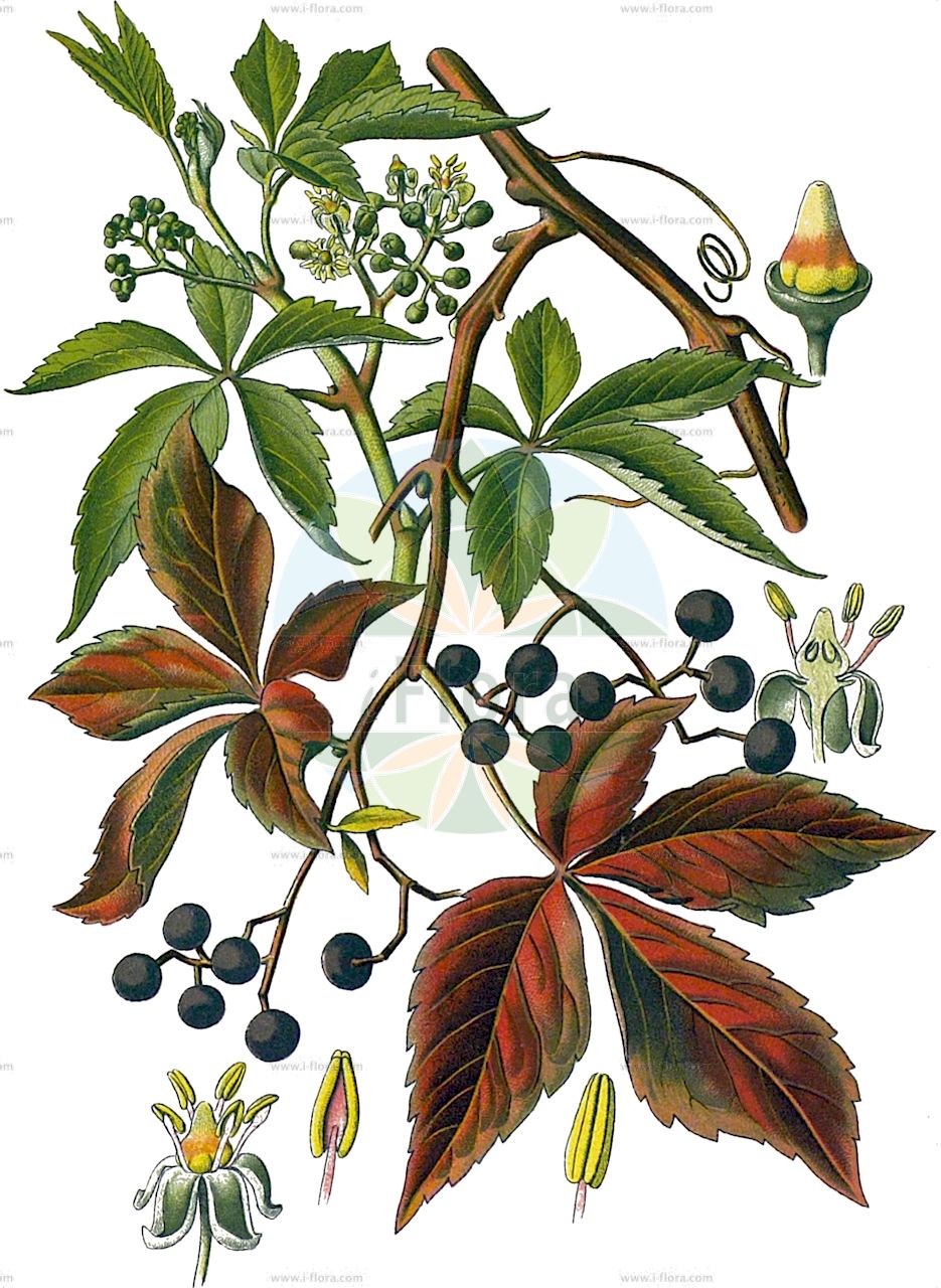 Parthenocissus quinquefolia - Vitaceae,Plantae,Pteridobiotina,Angiosperms,Vitales,Vitaceae,Parthenocissus,Parthenocissus quinquefolia,Ampelocissus cirrhata, Ampelocissus major, Ampelocissus serrata, Ampelocissus tricolor, Ampelopsis engelmannii, Ampelopsis graebneri, Ampelopsis hederacea, Ampelopsis hederacea var. dumetorum, Ampelopsis hederacea var. minor, Ampelopsis hederacea var. murorum, Ampelopsis himalayana, Ampelopsis hirsuta, Ampelopsis latifolia, Ampelopsis muralis, Ampelopsis pubescens, Ampelopsis quinquefolia, Ampelopsis quinquefolia var. angustifolia, Ampelopsis quinquefolia var. dumetorum, Ampelopsis quinquefolia var. graebneri, Ampelopsis quinquefolia var. heptaphylla, Ampelopsis quinquefolia var. hirsuta, Ampelopsis quinquefolia var. laciniata, Ampelopsis quinquefolia var. latifolia, Ampelopsis quinquefolia var. murorum, Ampelopsis quinquefolia var. pubescens, Ampelopsis quinquefolia var. radicantissima, Ampelopsis quinquefolia var. spaethii, Ampelopsis radicantissima, Ampelopsis radicantissima f. minor, Ampelopsis radicantissima var. engelmannii, Ampelopsis radicantissima var. graebneri, Ampelopsis radicantissima var. saint-paulii, Ampelopsis roylei, Ampelopsis saint-paulii, Ampelopsis saint-paulii, Ampelopsis virginiana, Ampelopsis virginiana, Cissus hederacea, Cissus hederacea var. hirsuta, Cissus hirsuta, Cissus pubescens, Cissus quinquefolia, Cissus quinquefolia, Hedera carnosa, Hedera quinquefolia, Parthenocissus dumetorum, Parthenocissus dumetorum var. laciniata, Parthenocissus engelmannii, Parthenocissus graebneri, Parthenocissus hederacea, Parthenocissus hirsuta, Parthenocissus hirsuta, Parthenocissus inserta, Parthenocissus inserta f. inserta, Parthenocissus muralis, Parthenocissus muralis var. minor, Parthenocissus pubescens, Parthenocissus quinquefolia f. engelmannii, Parthenocissus quinquefolia f. hirsuta, Parthenocissus quinquefolia f. minor, Parthenocissus quinquefolia f. quinquefolia, Parthenocissus quinquefolia var. hirsuta, Parthenocissus quinquefolia var. minor, Parthenocissus quinquefolia var. murorum, Parthenocissus quinquefolia var. saint-paulii, Parthenocissus quinquefolia var. typica, Parthenocissus radicantissima, Parthenocissus radicantissima var. minor, Parthenocissus saint-paulii, Parthenocissus spaethii, Psedera hirsuta, Psedera quinquefolia, Psedera quinquefolia var. hirsuta, Psedera quinquefolia var. minor, Psedera quinquefolia var. murorum, Psedera saint-paulii, Quinaria hederacea, Quinaria hirsuta, Quinaria quinquefolia, Quinaria quinquefolia, Quinaria radicantissima, Vitis hederacea, Vitis inserta, Vitis inserta var. hirsuta, Vitis pubescens, Vitis quinquefolia, Vitis quinquefolia var. hirsuta,Gewöhnliche Jungfernrebe;Gewöhnlicher Wilder Wein;Fünfblättrige Zaunrebe;Selbstkletternde Jungfernrebe;Wilder Wein;Fünffingerige Jungfernrebe;Selbstkletternde Zaunrebe;virginia-creeper;sevenleaf creeper;virginia creeper;hiedra;parra;vigne vierge à cinq folioles;Vigne vierge à cinq folioles;vigne vierge à cinq feuilles;vigne grimpante;vigne de Virginie;vigne vierge;vigne vierge d'Amérique orientale;vina virgen;vina virgén;Vite del Canadà a cinque foglie;Vite del Canadà comune;vite del Canada comune;haag-wijnrank;wilde wijndruif;haag wijnrank;vijfbladige wingerd;trepadeira-da-virgínia;vinha-virgem;vinha-virgem-da-virgínia;девичий виноград пятилисточковый;partenocis;vinya verge;peterodijelna lozika;klättervildvin;klatrevildvin;winobluszcz pięciolistkowy;amerika-zuta;アメリカズタ;navadna vinika;tapadó vadszőlő;loubinec pětilistý;pavinič päťlistý;дикий виноград п'ятилисточковий;дива лоза;harilik metsviinapuu;pieclapiņu mežvīns;klatrevillvin;imukärhivilliviini;penkialapis vynvytis