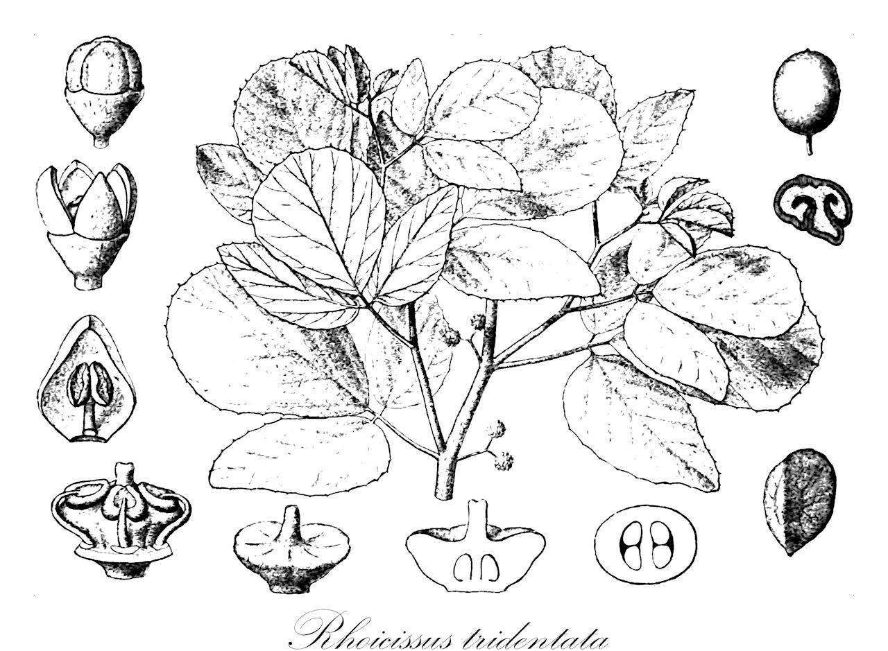 Rhoicissus tridentata - Vitaceae,Rhus dimidiata, Rhus dimidiatum, Rhus hirta, Rhus tridentata, Rhus tridentatum, Toxicodendron tridentatum,Plantae,Pteridobiotina,Angiosperms,Vitales,Vitaceae,Rhoicissus,Rhoicissus tridentata