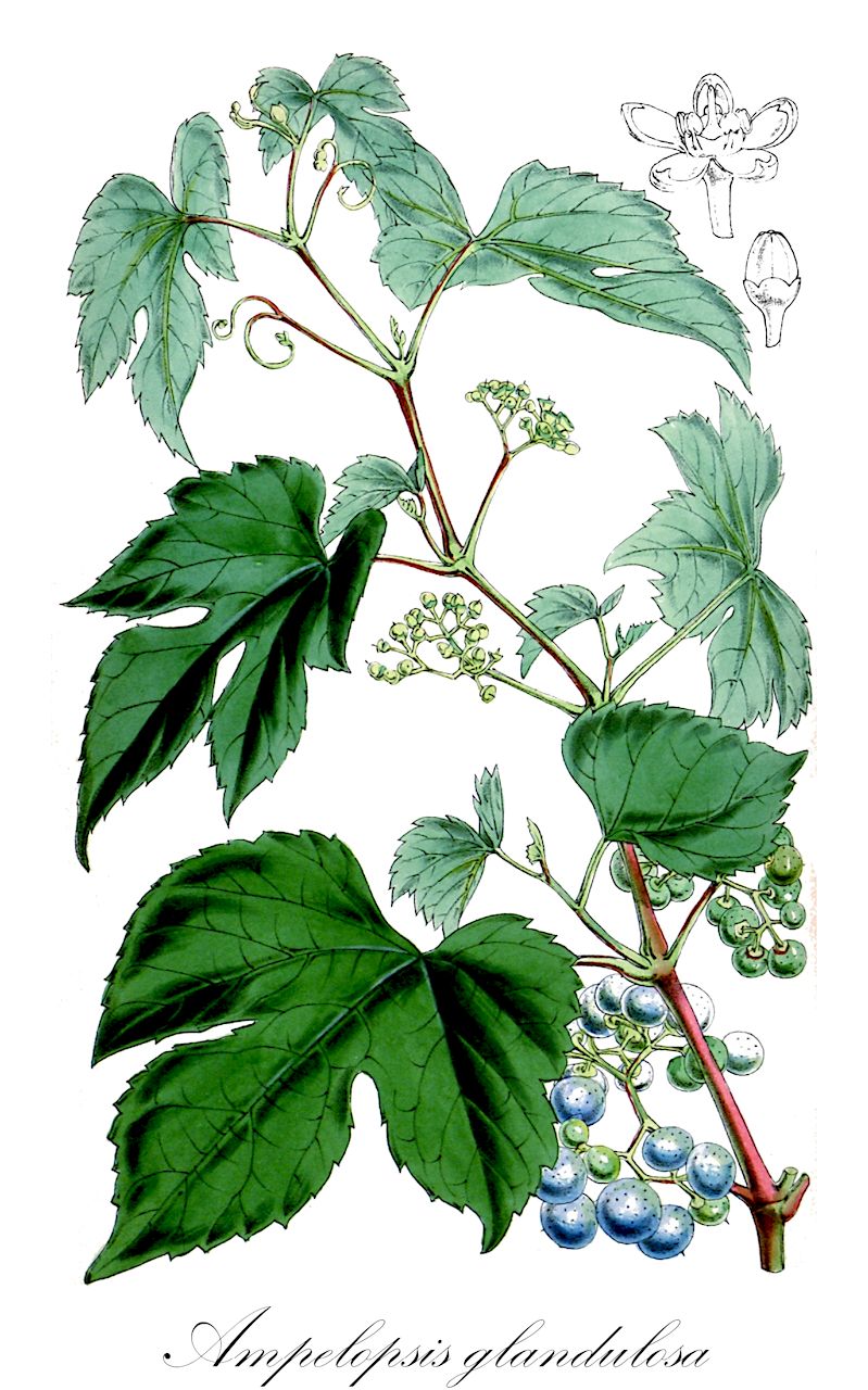 Ampelopsis glandulosa - Vitaceae,Plantae,Pteridobiotina,Angiosperms,Vitales,Vitaceae,Ampelopsis,Ampelopsis glandulosa,Vitis glandulosa,porcelainberry
