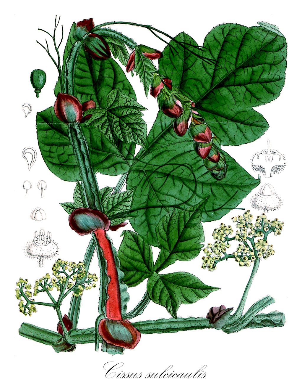 Cissus sulcicaulis - Vitaceae,Plantae,Pteridobiotina,Angiosperms,Vitales,Vitaceae,Cissus,Cissus sulcicaulis,Cissus gongylodes f. alata, Vitis pterophora, Vitis sulcicaulis