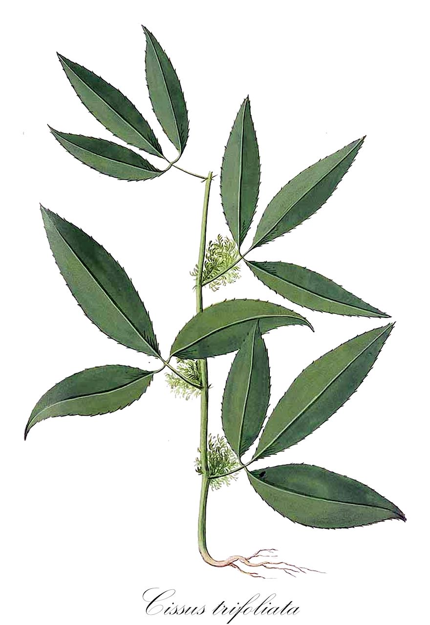 Cissus trifoliata - Vitaceae,Plantae,Pteridobiotina,Angiosperms,Vitales,Vitaceae,Cissus,Cissus trifoliata,Cayratia trifolia var. cinerea, Cissus acida, Cissus acutifolia, Cissus carnifolia, Cissus crenata, Cissus incisa, Cissus incisa var. andrewsii, Cissus obtusifolia, Cissus parvifolia, Kemoxis acida, Sicyos trifoliatus, Vitis incisa, Vitis trifoliata, Vitis trifoliata, Vitis trifoliata var. microcarpa,hierba del buey;ivy;ivy treebine;marine vine ivy;sorrell vine