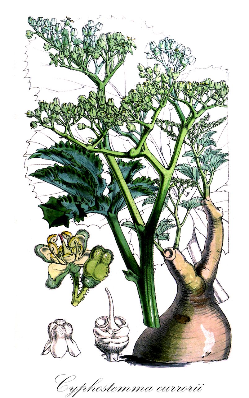 Cyphostemma currorii - Vitaceae,Plantae,Pteridobiotina,Angiosperms,Vitales,Vitaceae,Cyphostemma,Cyphostemma currorii,Cissus crameriana, Cissus currorii, Cissus macropus, Cyphostemma cramerianum, Cyphostemma macropus, Vitis currorii, Vitis macropus, Vitis macropus