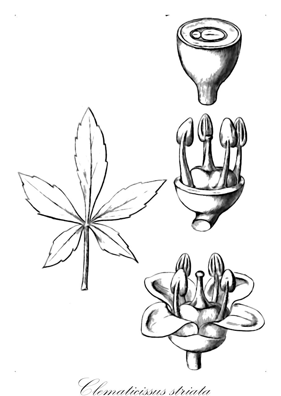 Clematicissus striata - Vitaceae,Plantae,Pteridobiotina,Angiosperms,Vitales,Vitaceae,Clematicissus,Clematicissus striata,Ampelopsis striata, Cissus striata, Cissus striata subsp. striata, Vitis striata