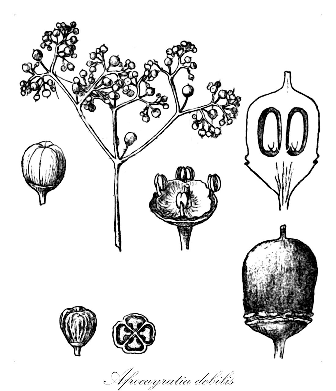 Afrocayratia debilis - Vitaceae,Cayratia debilis, Cissus debilis, Vitis debilis,Plantae,Pteridobiotina,Angiosperms,Vitales,Vitaceae,Afrocayratia,Afrocayratia debilis
