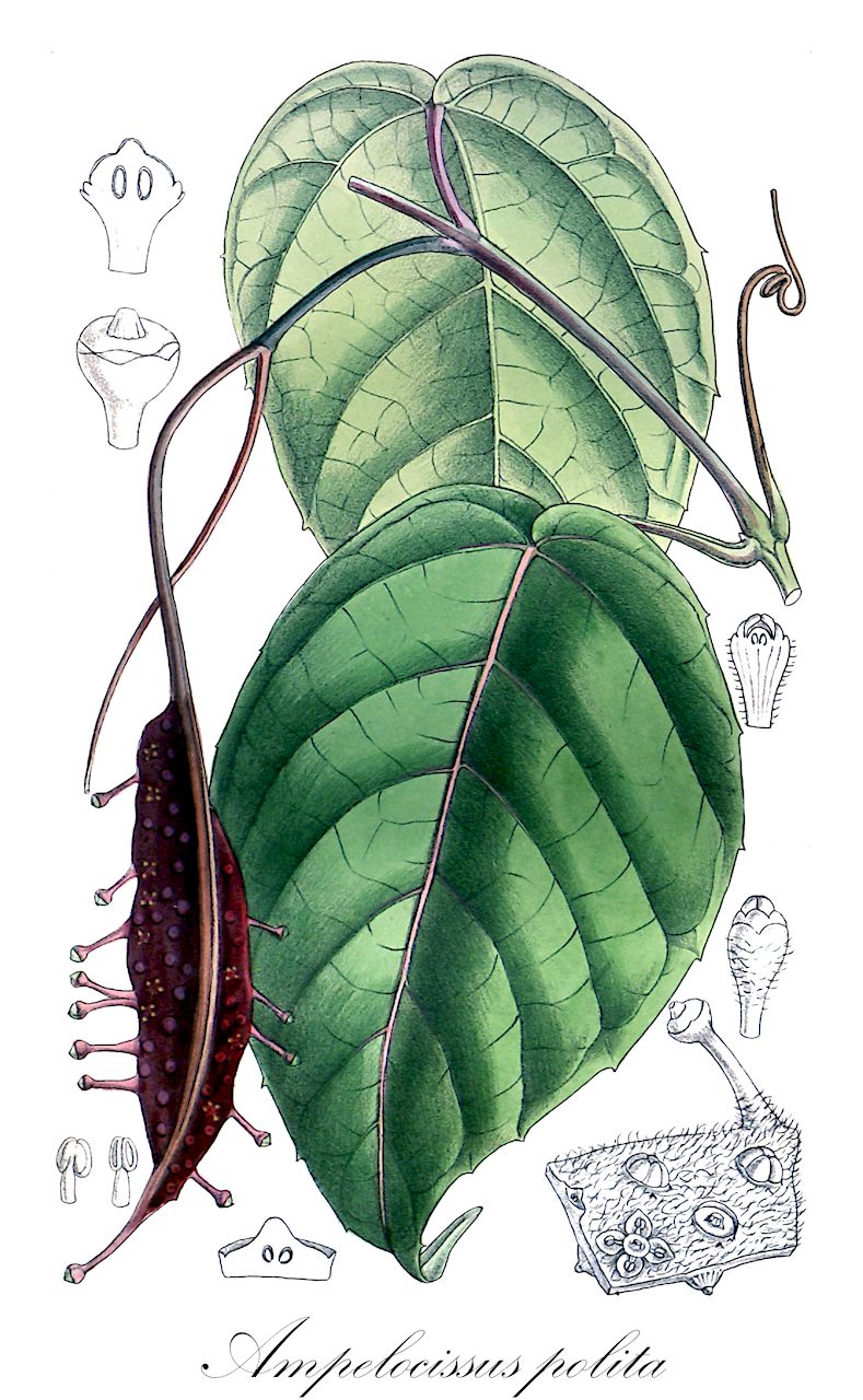 Ampelocissus polita - Vitaceae,Plantae,Pteridobiotina,Angiosperms,Vitales,Vitaceae,Ampelocissus,Ampelocissus polita,Ampelocissus sinuosa, Pterisanthes coriacea, Pterisanthes gladiata, Pterisanthes parvifolia, Pterisanthes polita, Pterisanthes sinuosa, Vitis polita