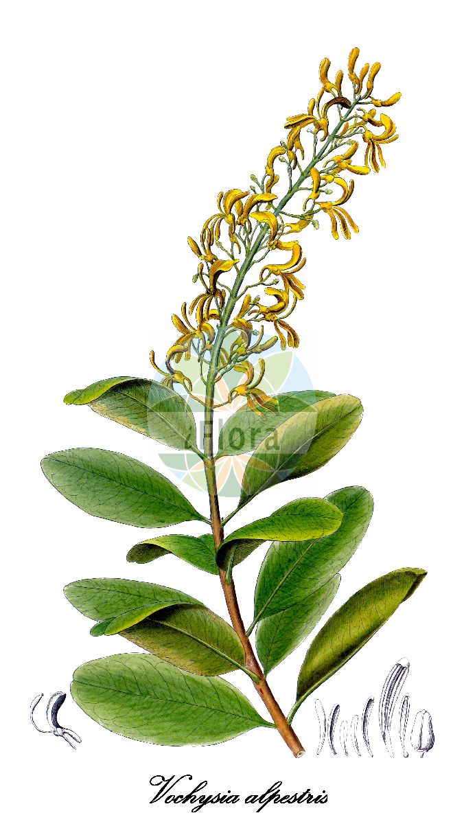 Vochysia emarginata - Vochysiaceae,Plantae,Pteridobiotina,Angiosperms,Myrtales,Vochysiaceae,Vochysia,Vochysia emarginata,Cucullaria alpestris, Cucullaria emarginata, Cucullaria lutea, Vochysia alpestris, Vochysia fontanesii