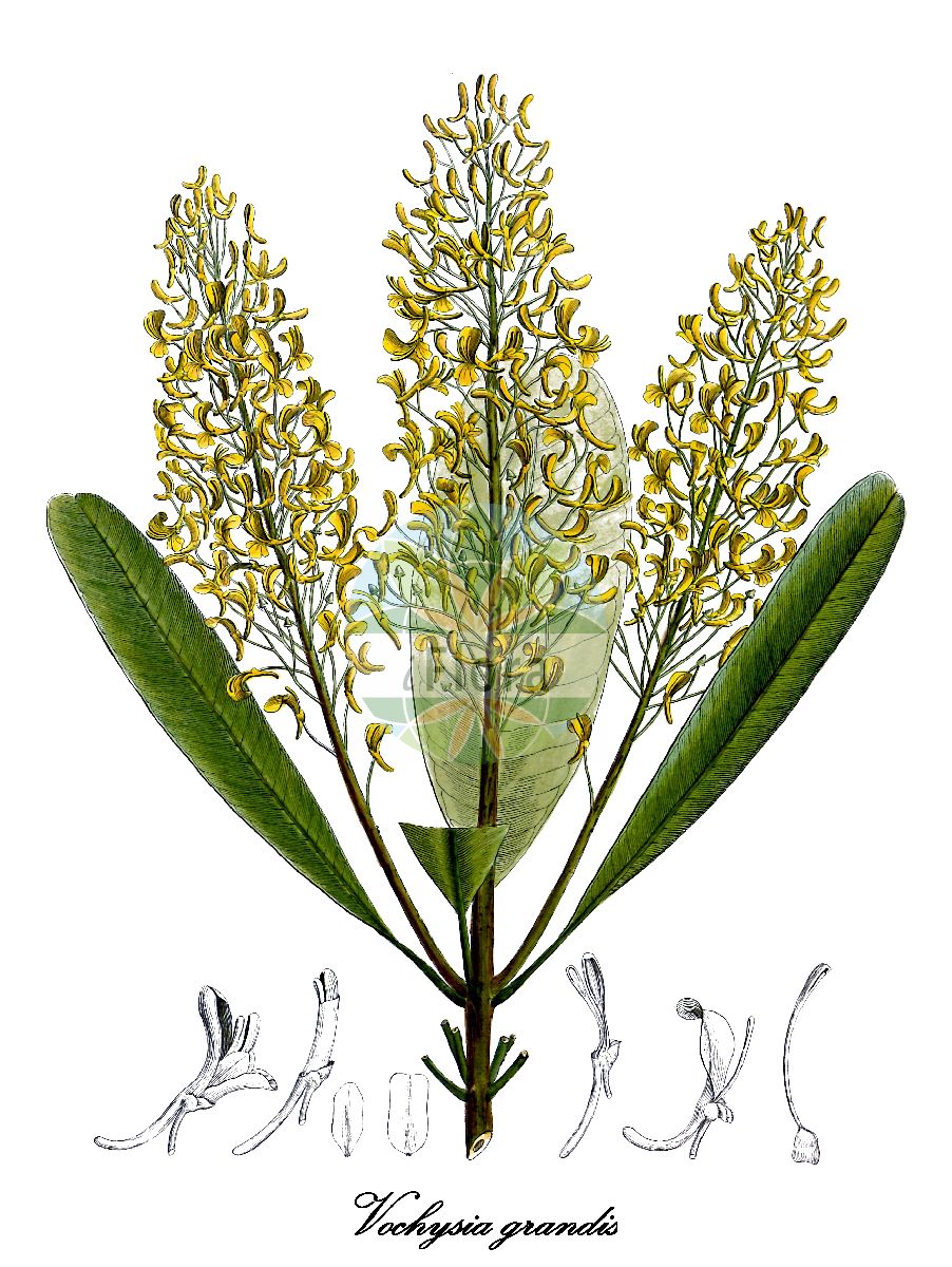 Vochysia grandis - Vochysiaceae,Plantae,Pteridobiotina,Angiosperms,Myrtales,Vochysiaceae,Vochysia,Vochysia grandis,Cucullaria grandis