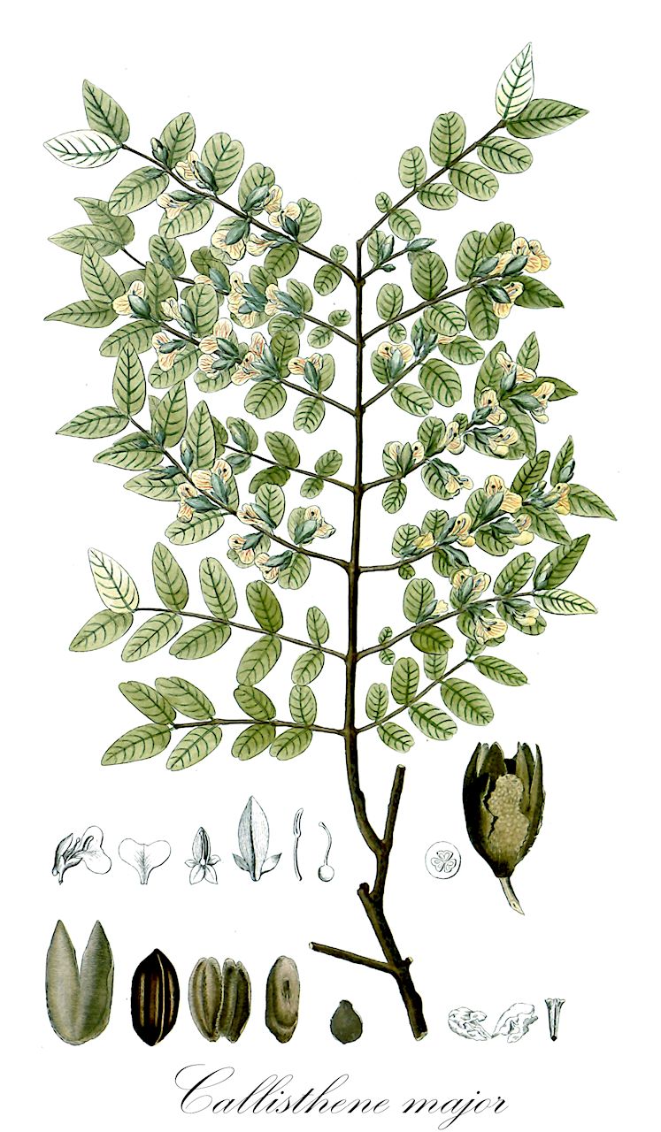 Callisthene major - Vochysiaceae,Plantae,Pteridobiotina,Angiosperms,Myrtales,Vochysiaceae,Callisthene,Callisthene major
