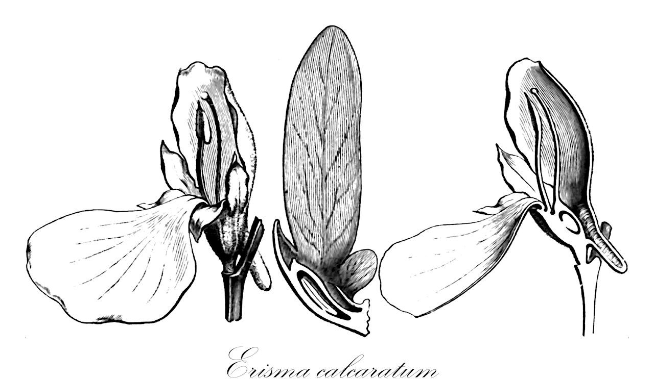 Erisma calcaratum - Vochysiaceae,Plantae,Pteridobiotina,Angiosperms,Myrtales,Vochysiaceae,Erisma,Erisma calcaratum,Debraea violacea, Ditmaria violacea, Erisma violaceum, Qualea calcarata